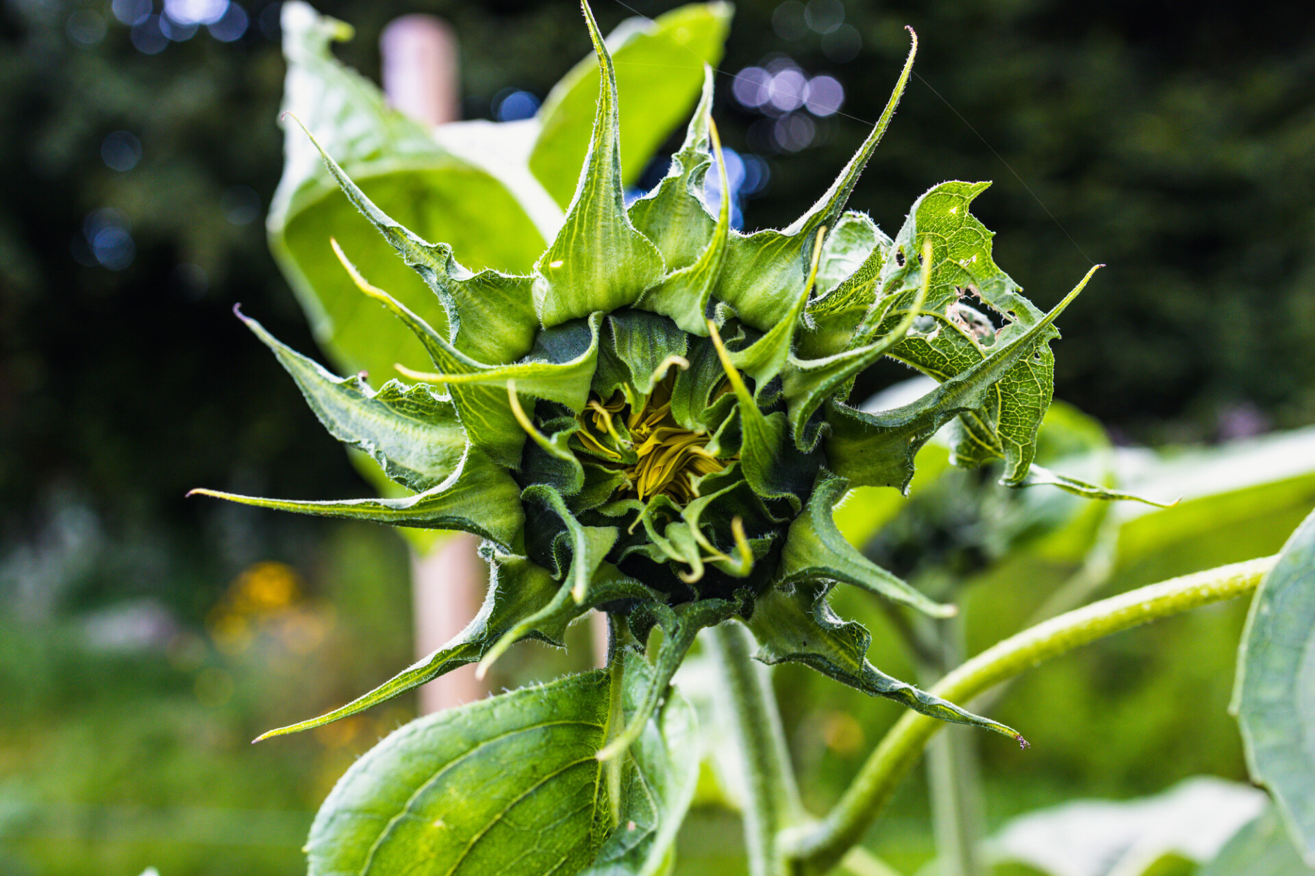 Sunflower just before blooming