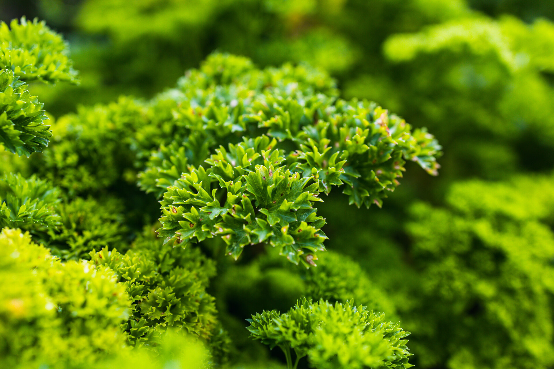 Parsley growing in garden