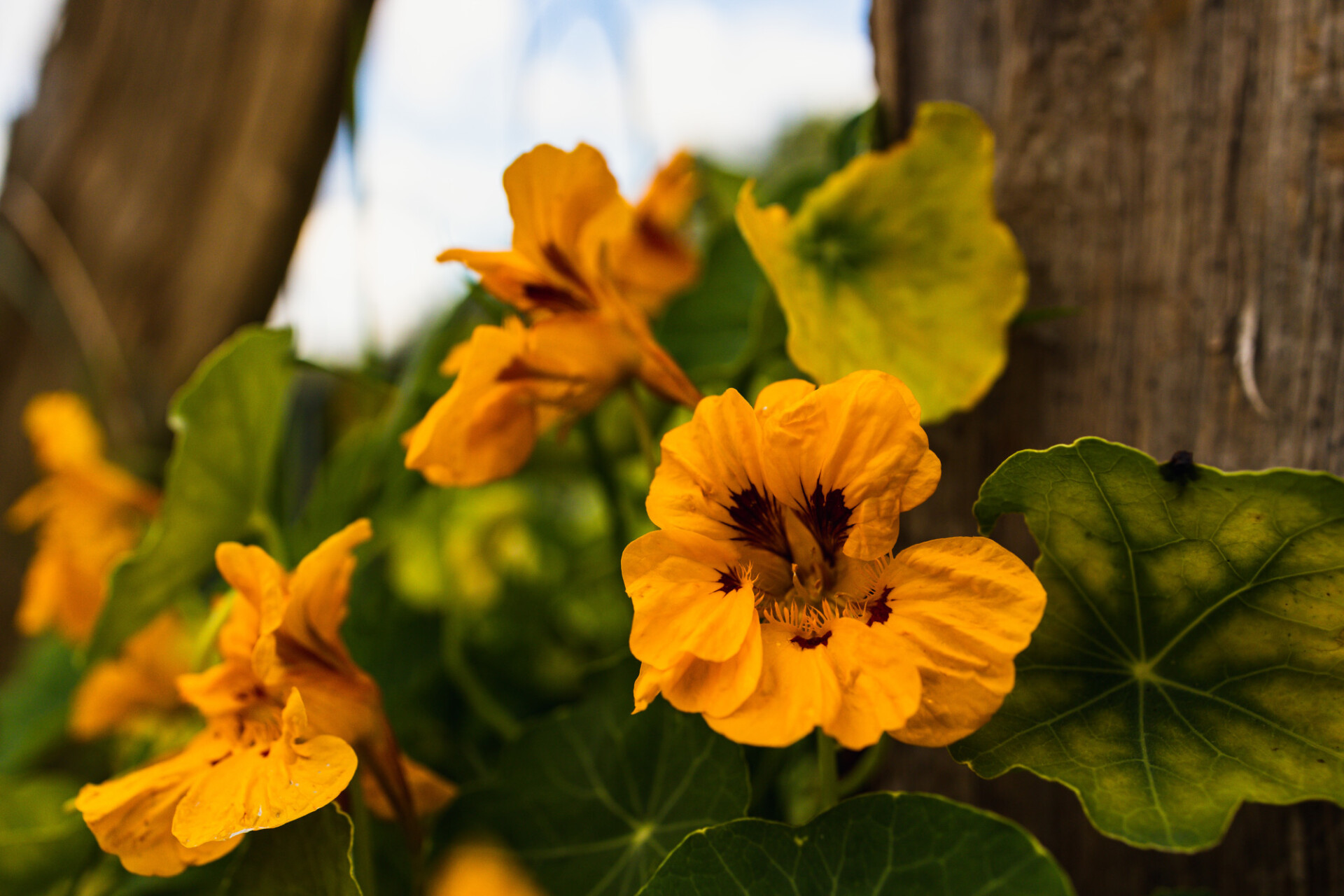 Garden Nasturtium grows on a fence post