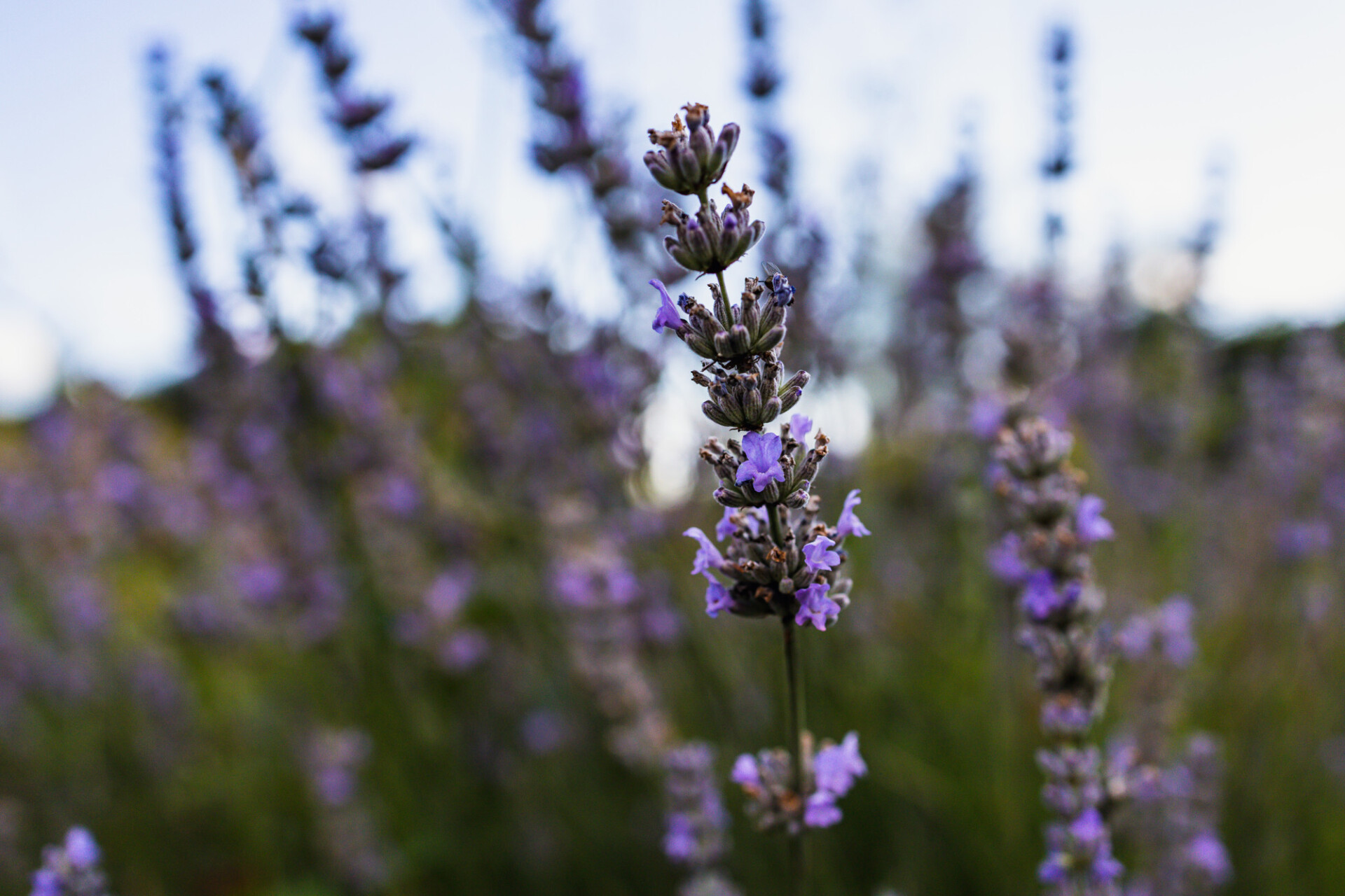 Lavender growing wild in a field