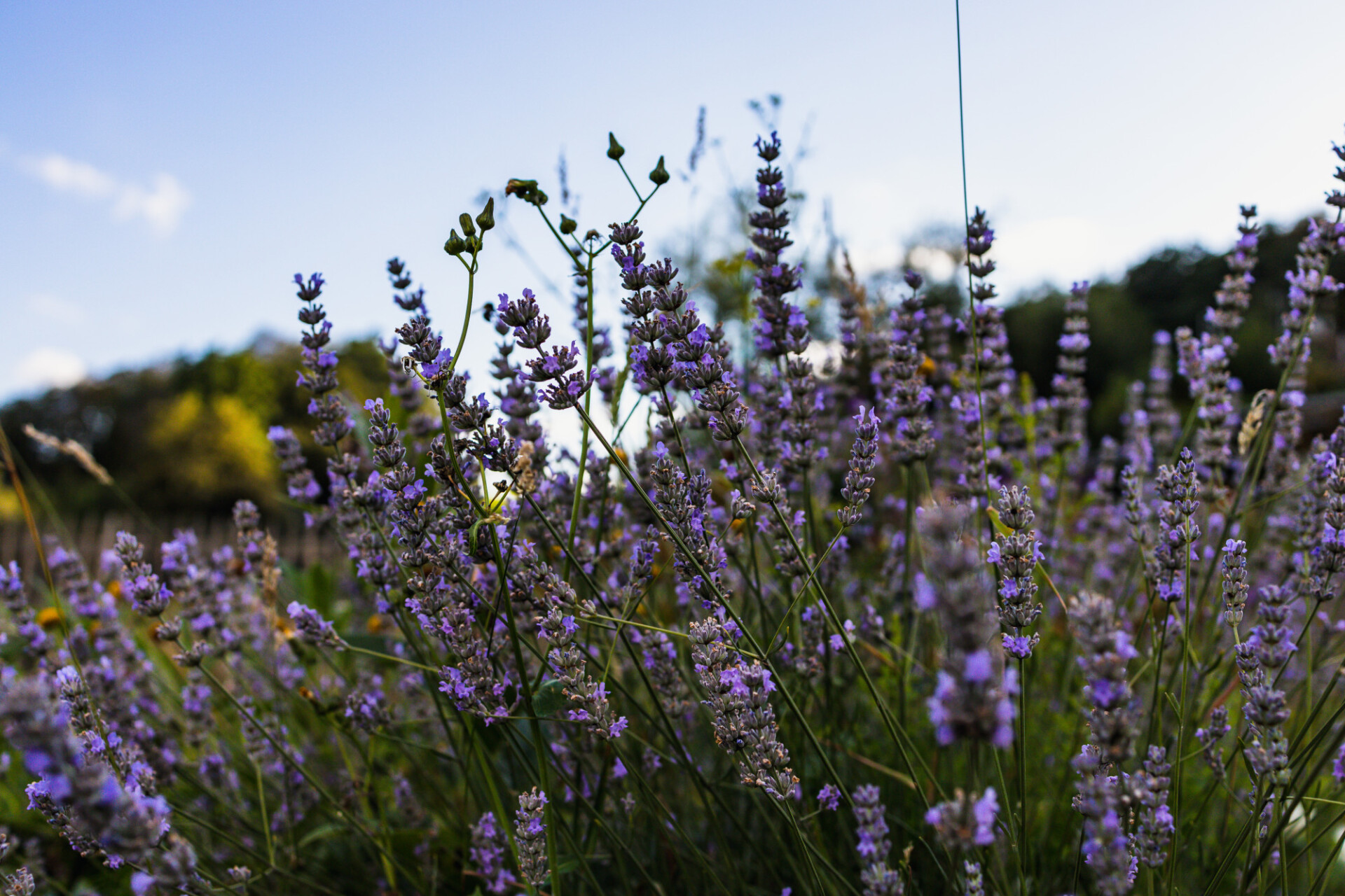 Lavender grows in wild meadow