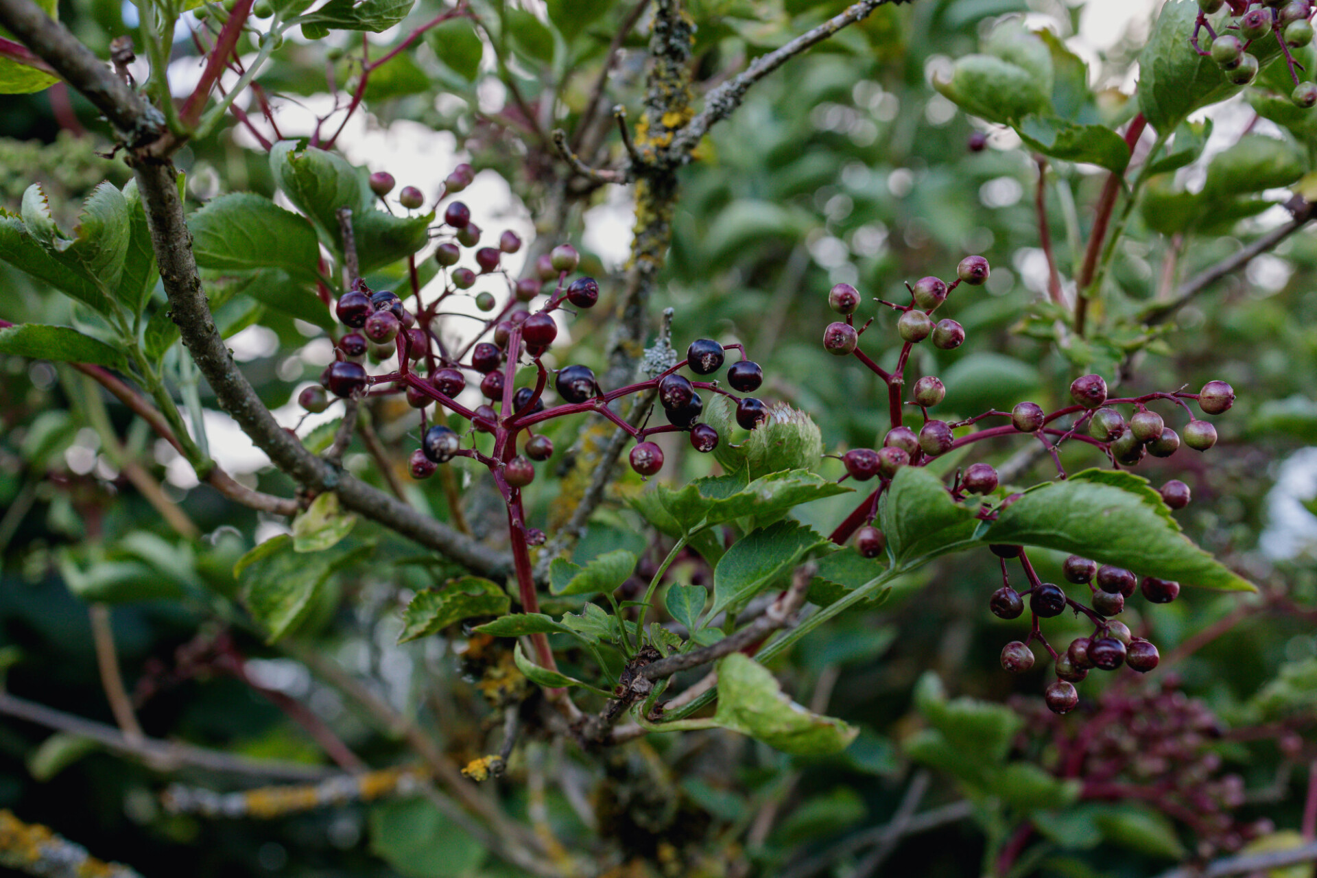 Elderberry just before ripening