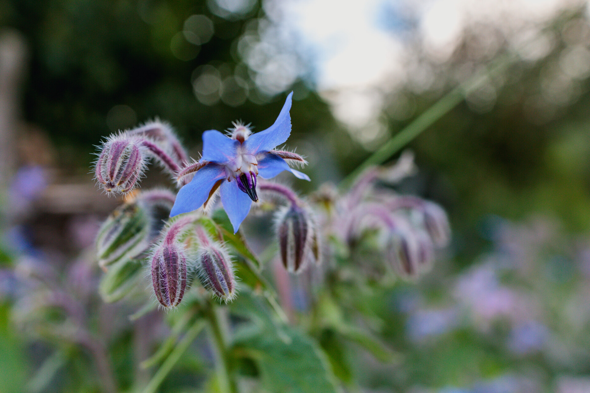 Borage Flower