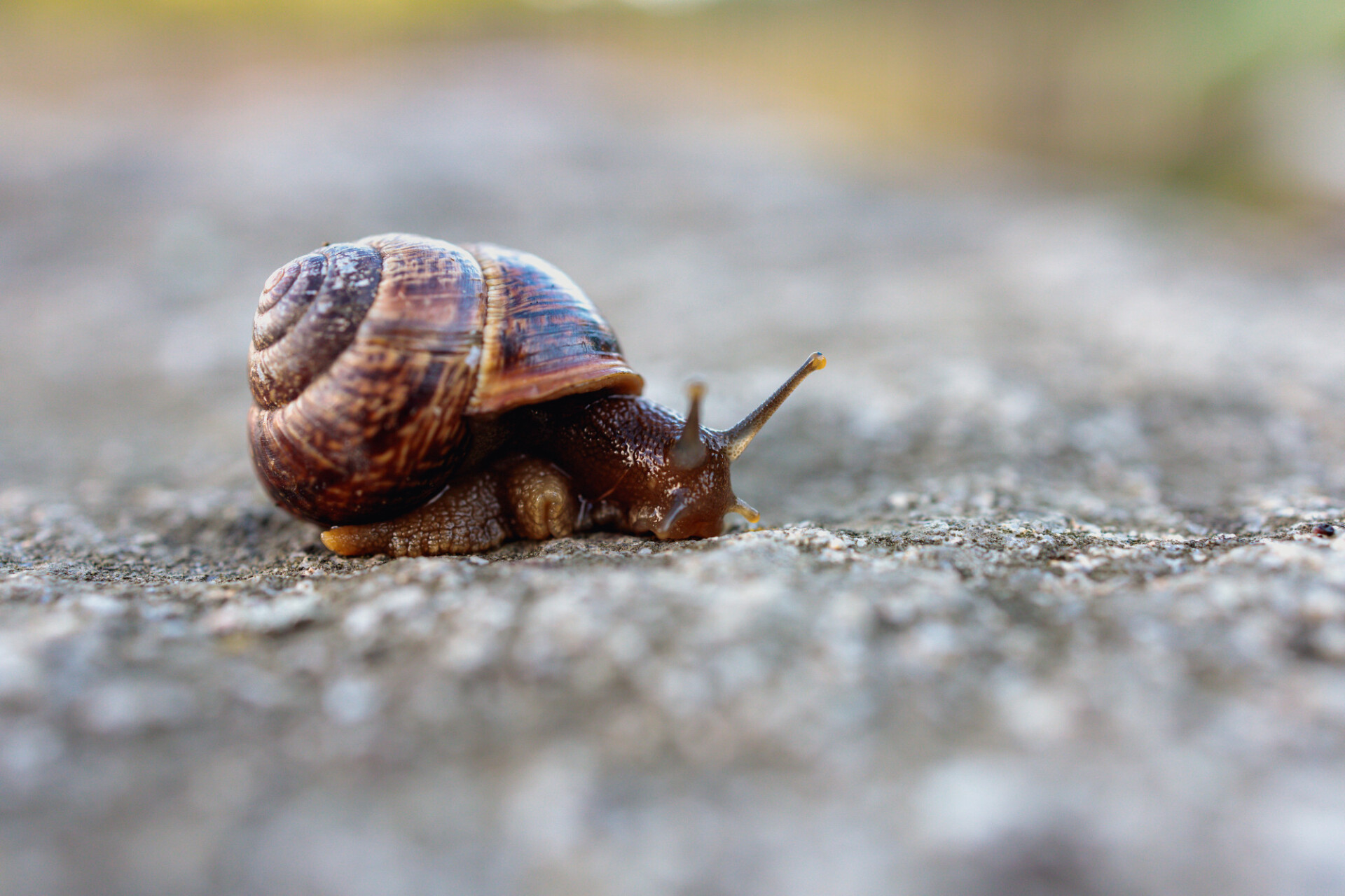 Brown garden snail