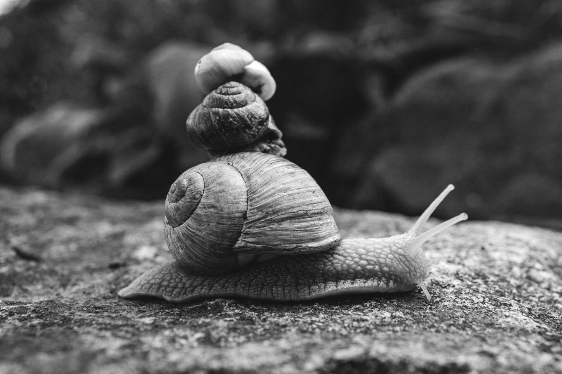 Three snails stacked on top of each other