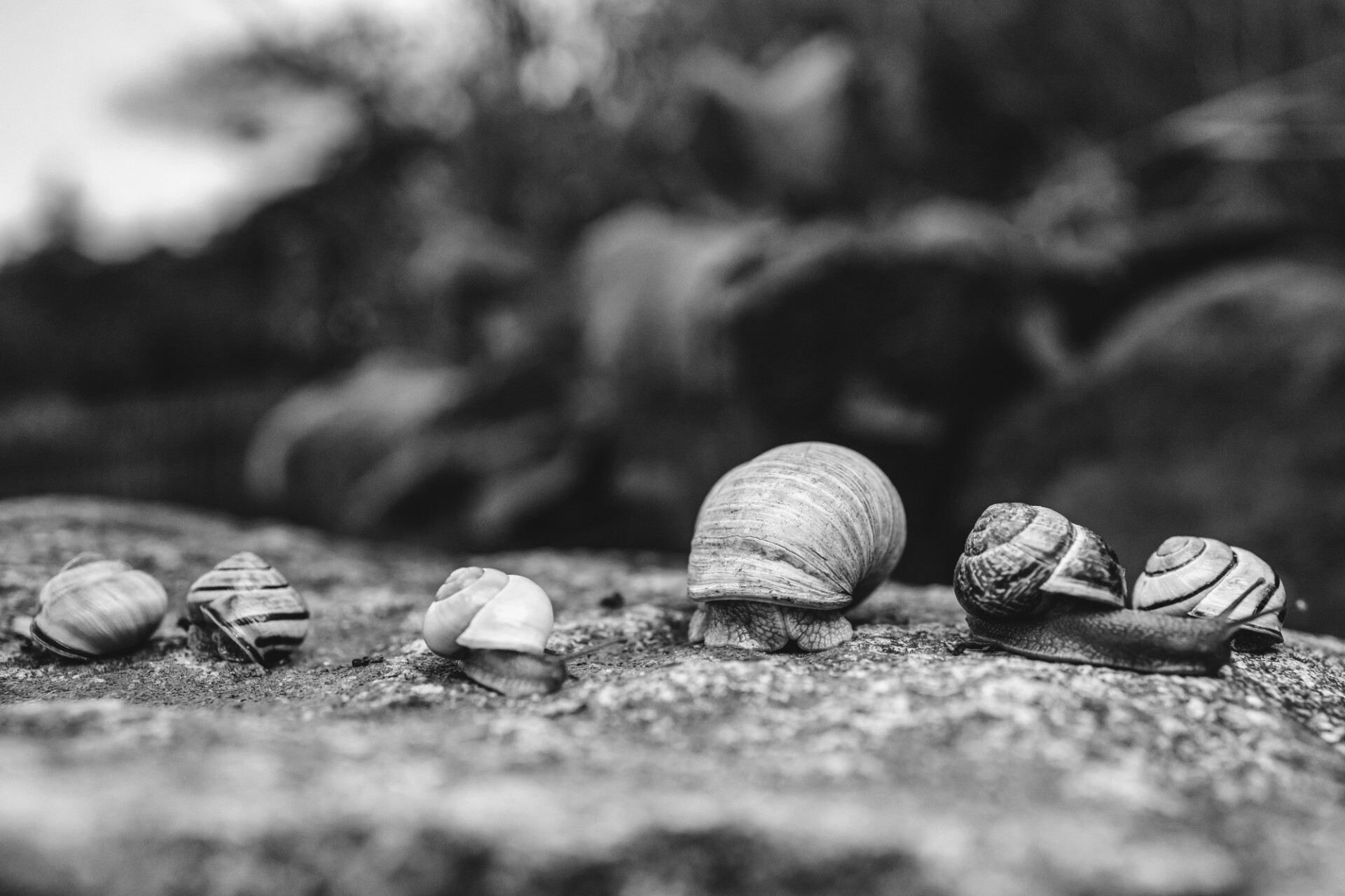 Six snails lying side by side