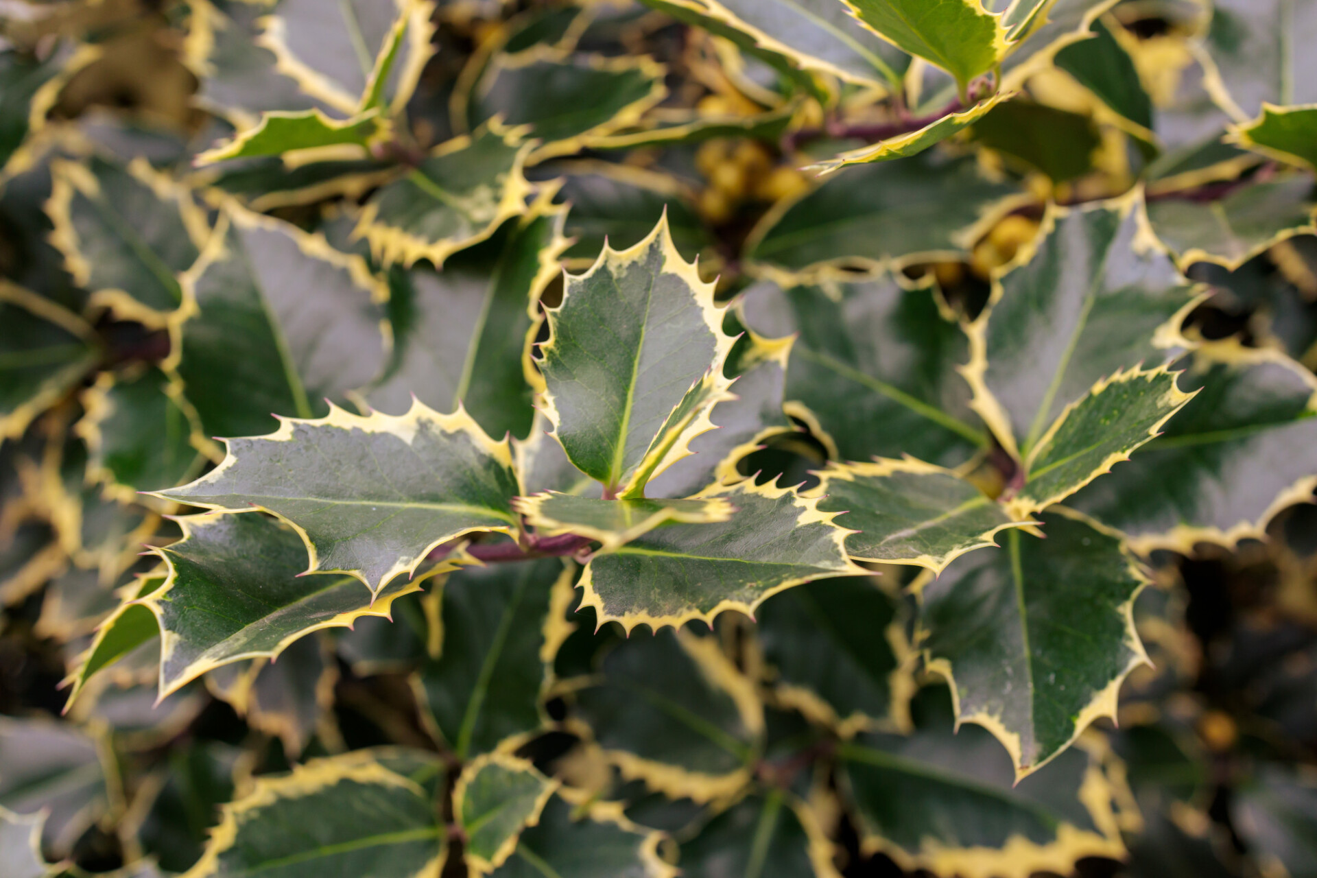 Holly leaves