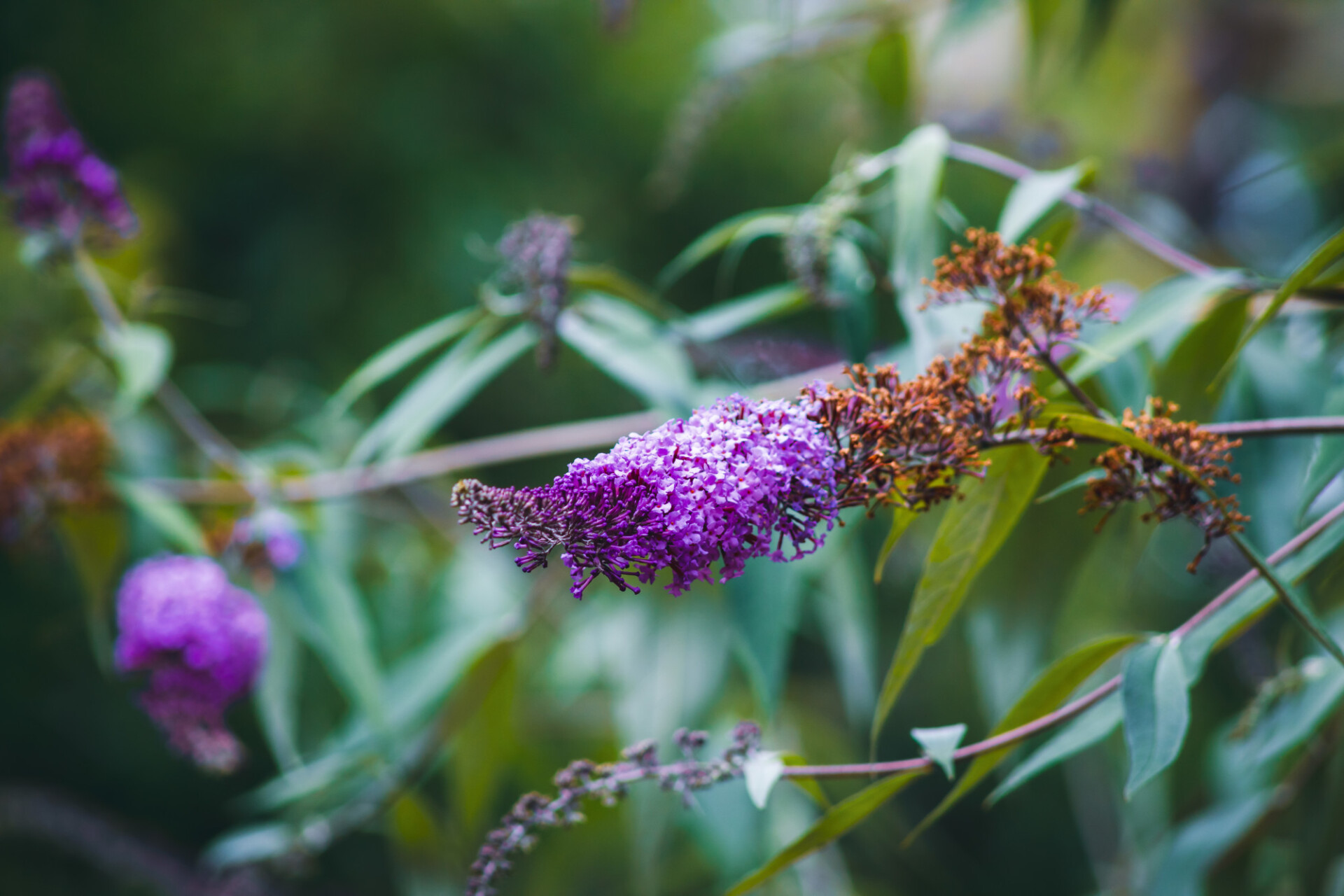 Purple lilac flowering in August