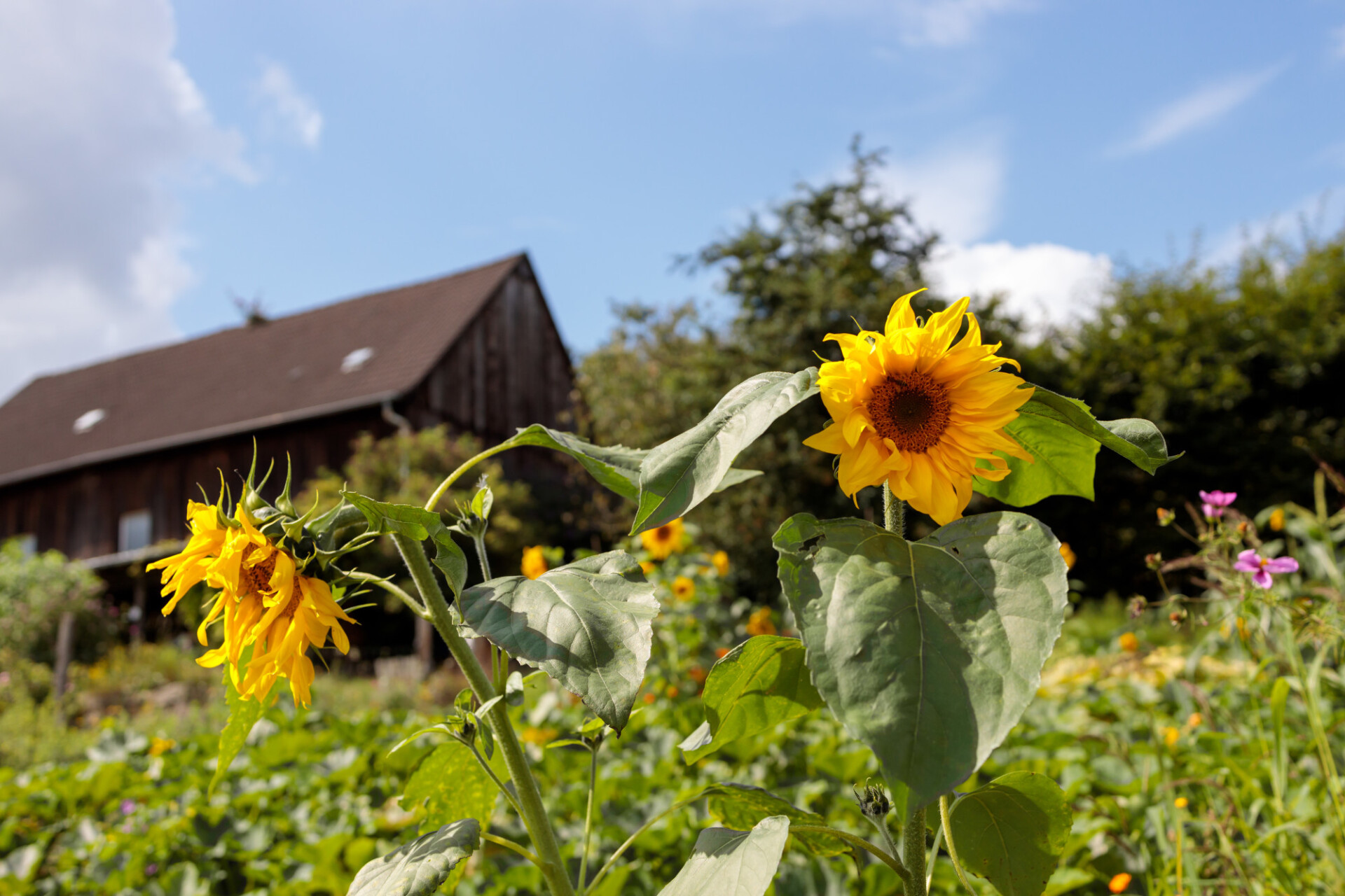 Beautiful sunflower in the garden in August