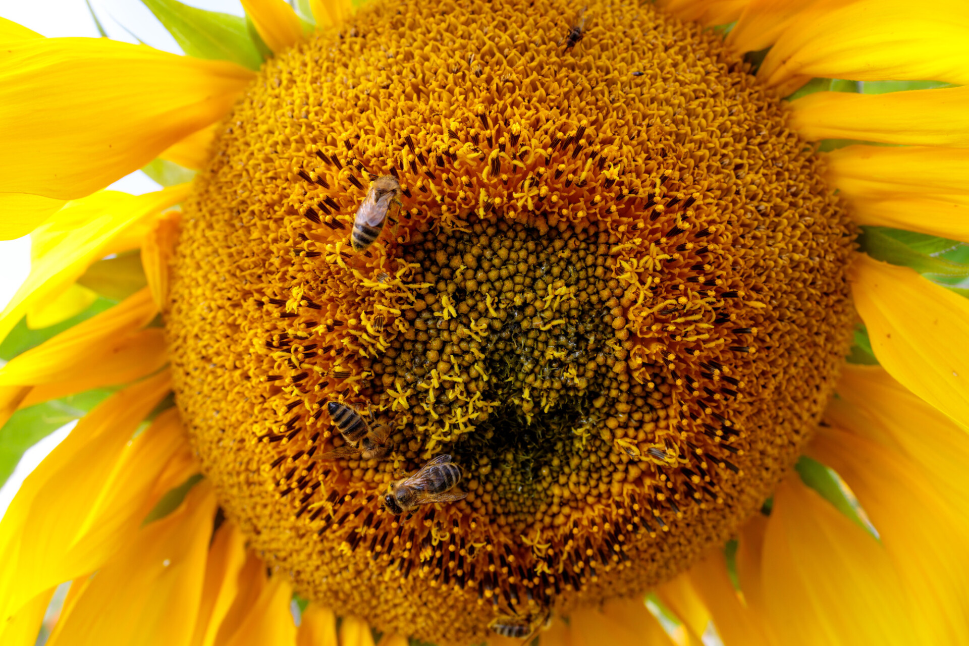 Many bees on a sunflower