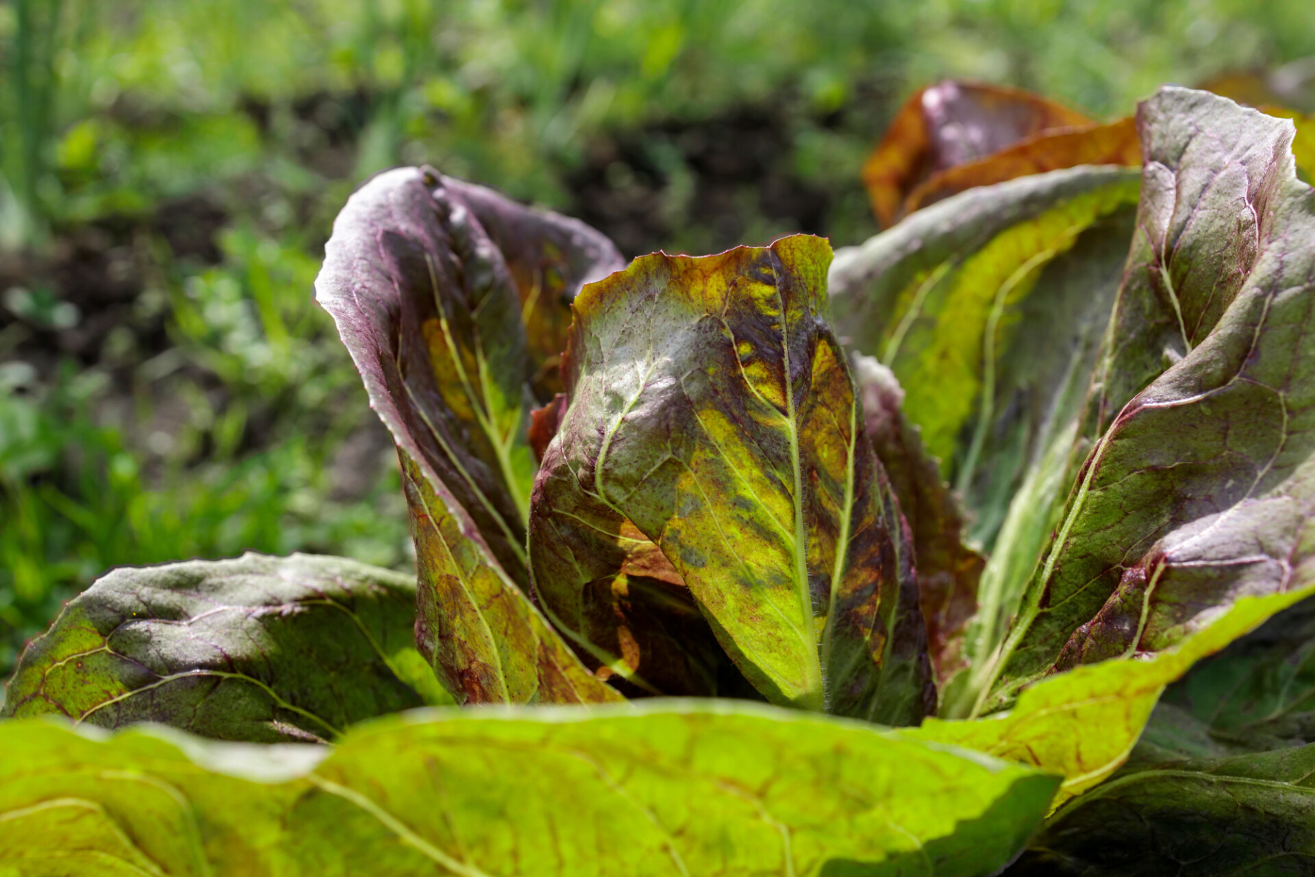 Salad grows in the garden