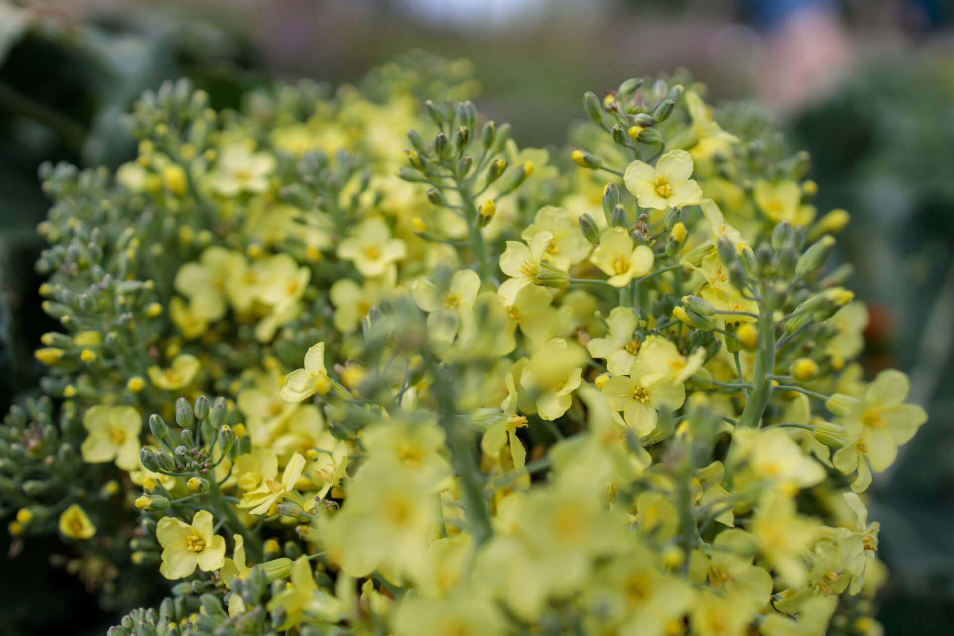 Flowering broccoli