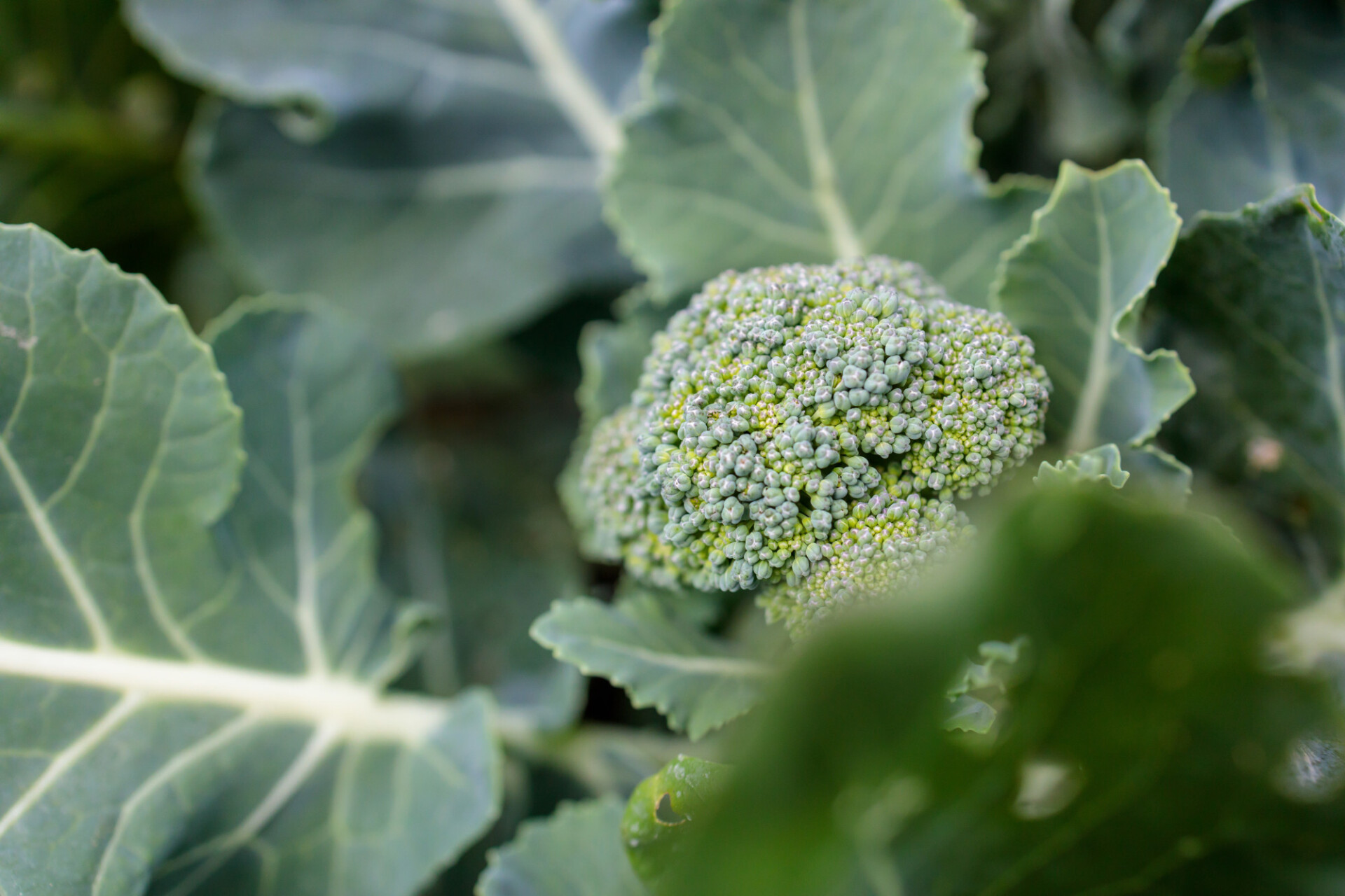 Broccoli grows in the garden