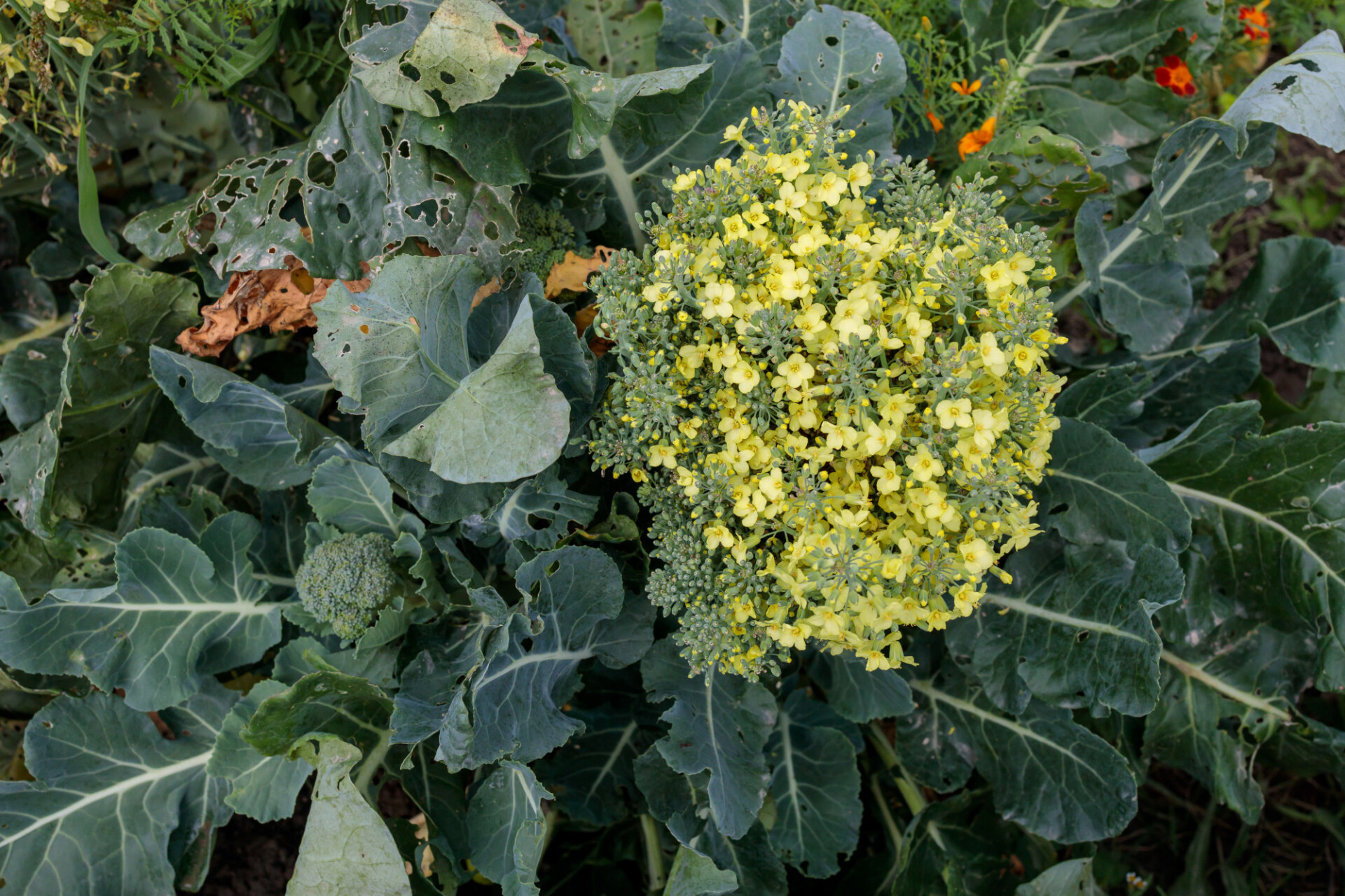 Flowering broccoli grows in the garden