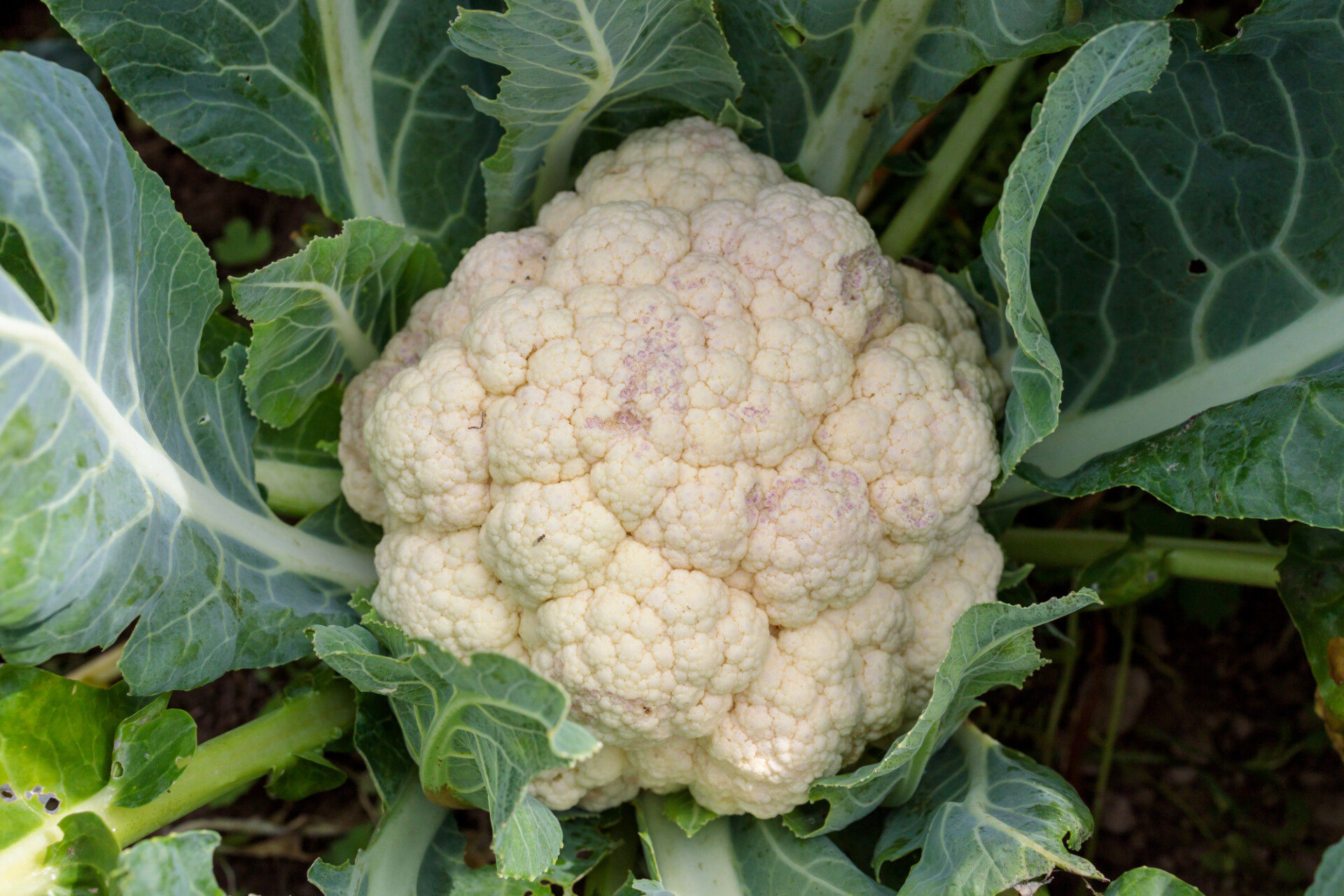 Cauliflower grows in the garden