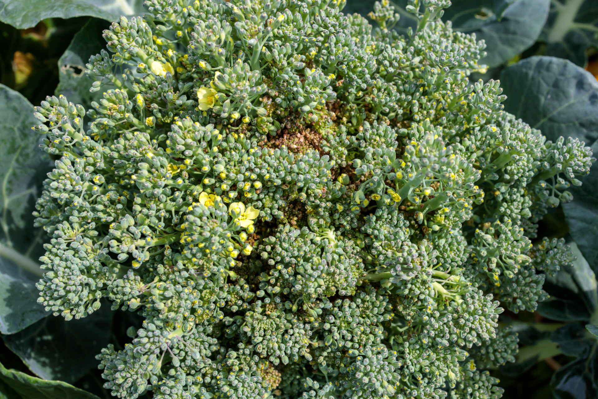 Broccoli just before flowering