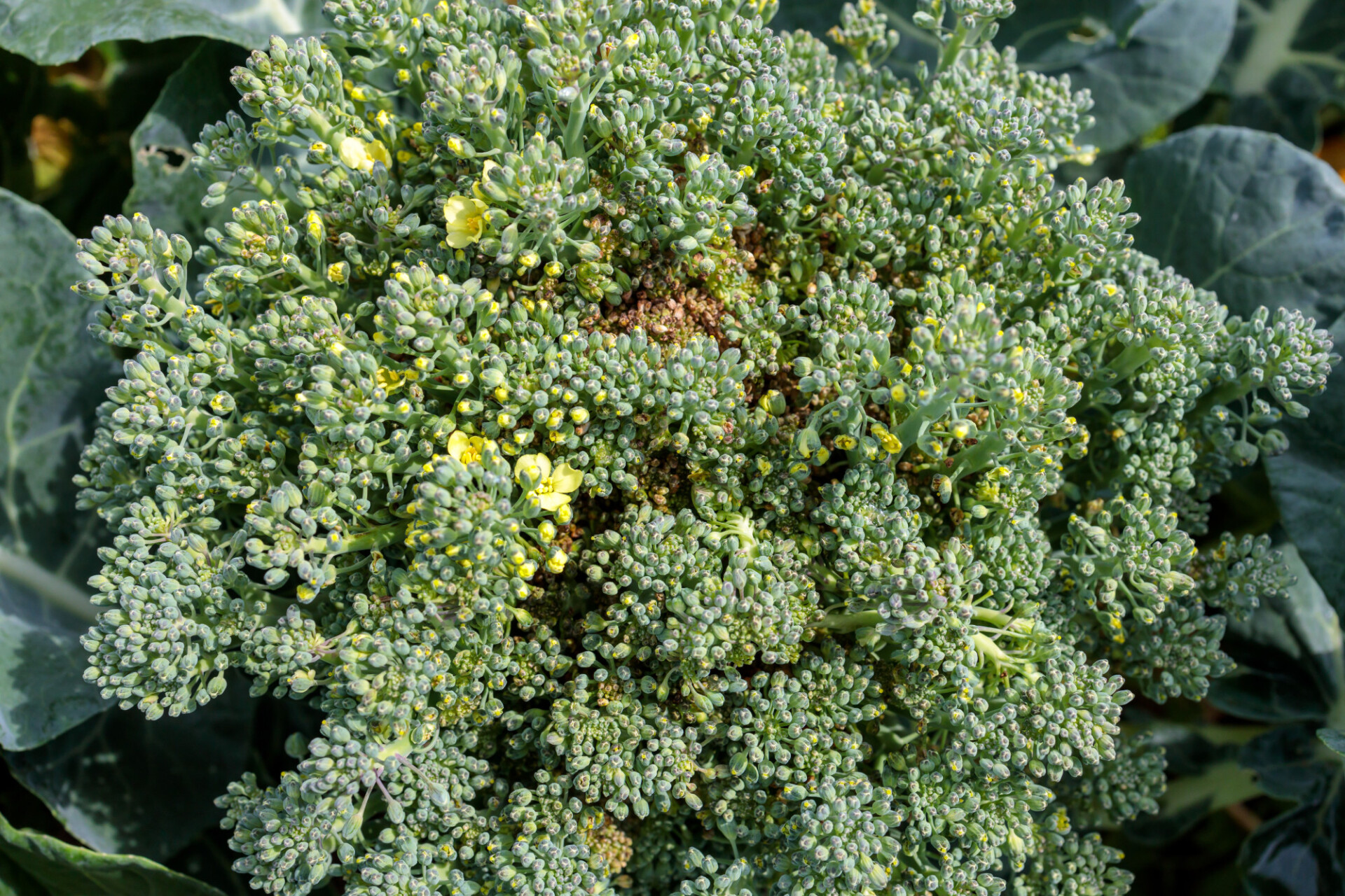 Broccoli just before flowering - Photo #8143 - motosha | Free Stock Photos