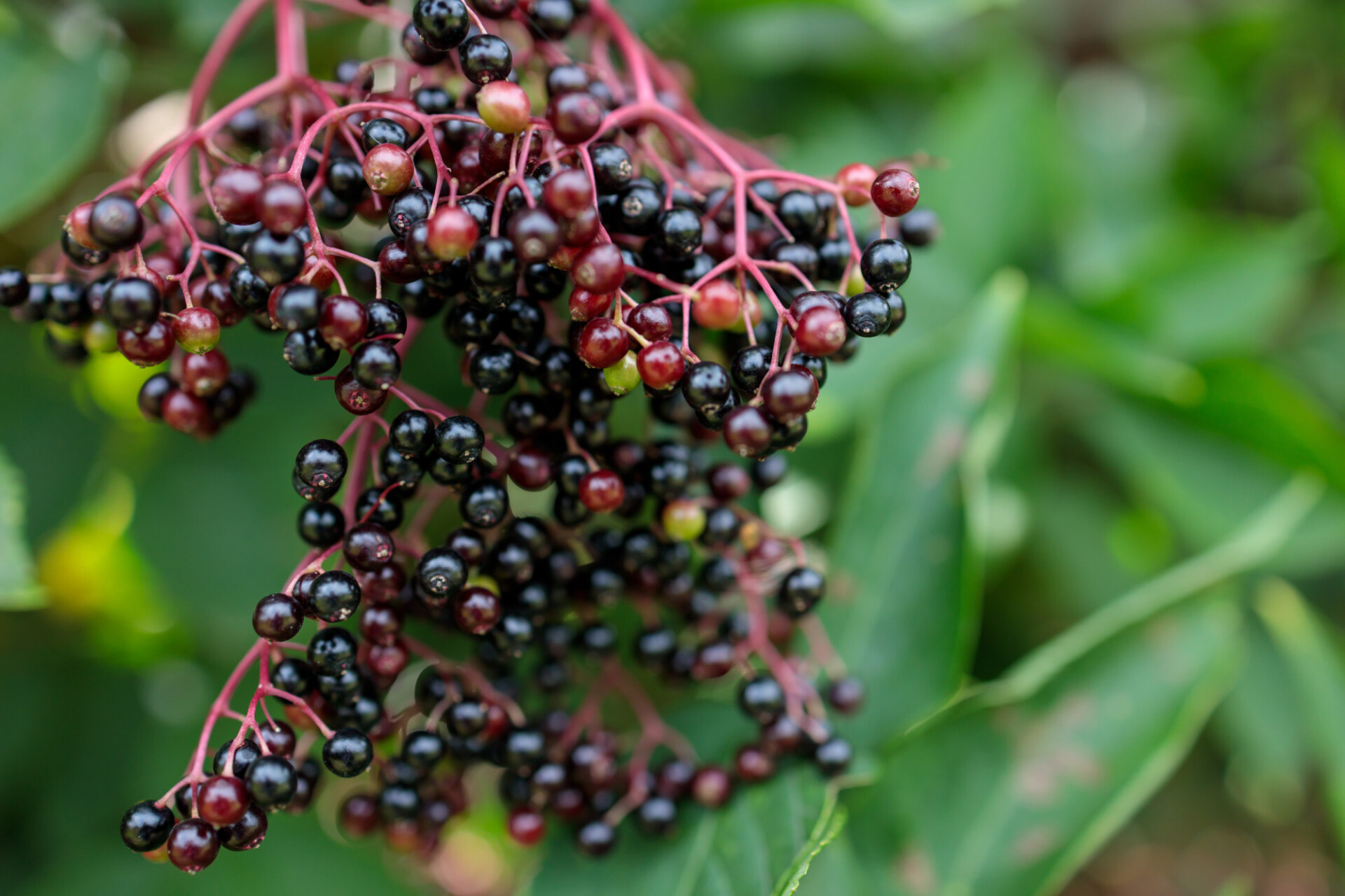 Elderberries