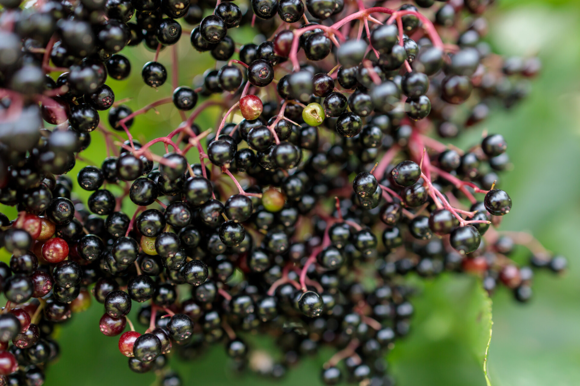 Ripe Elderberries