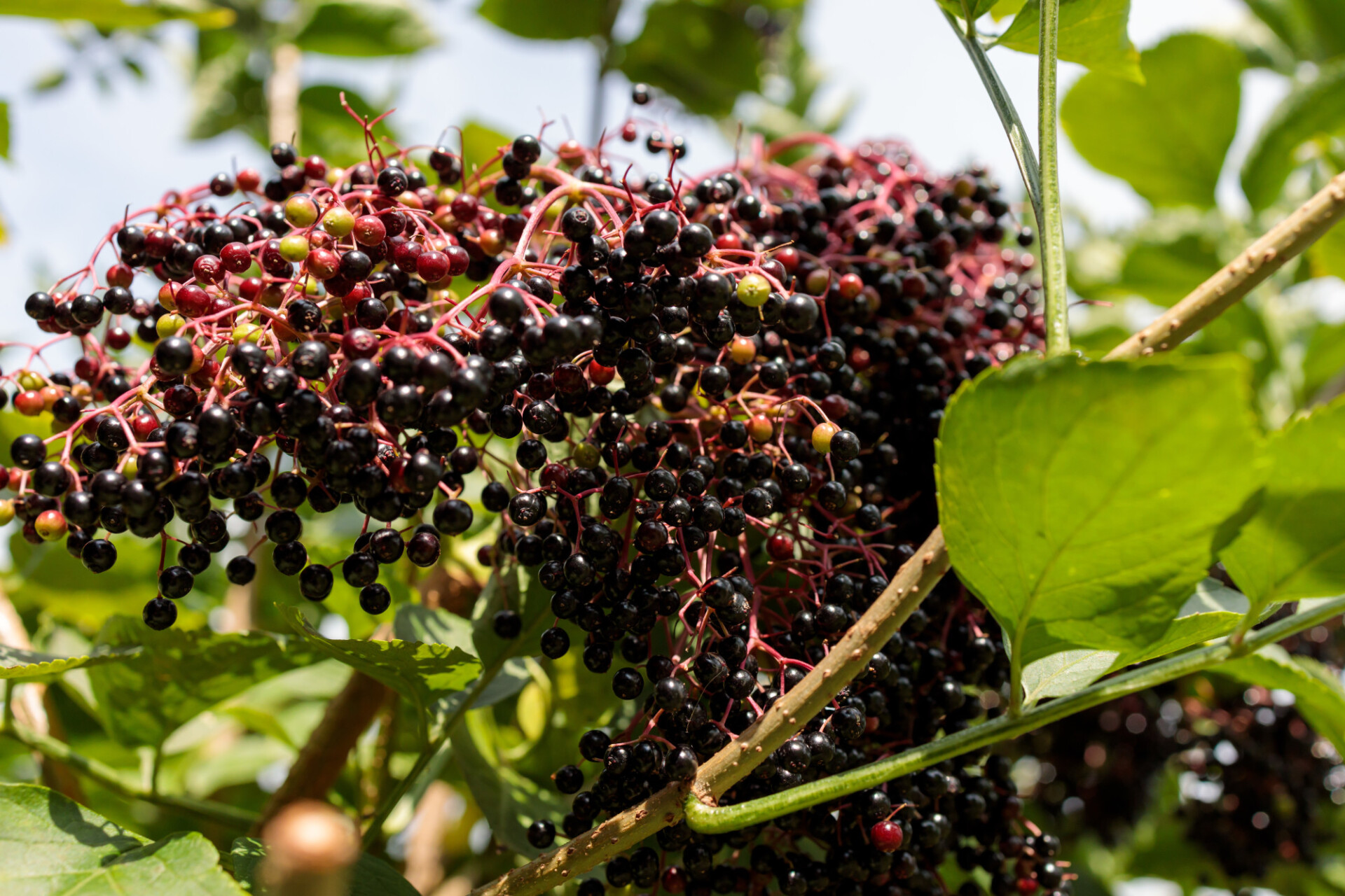 Ripe elderberries in summer