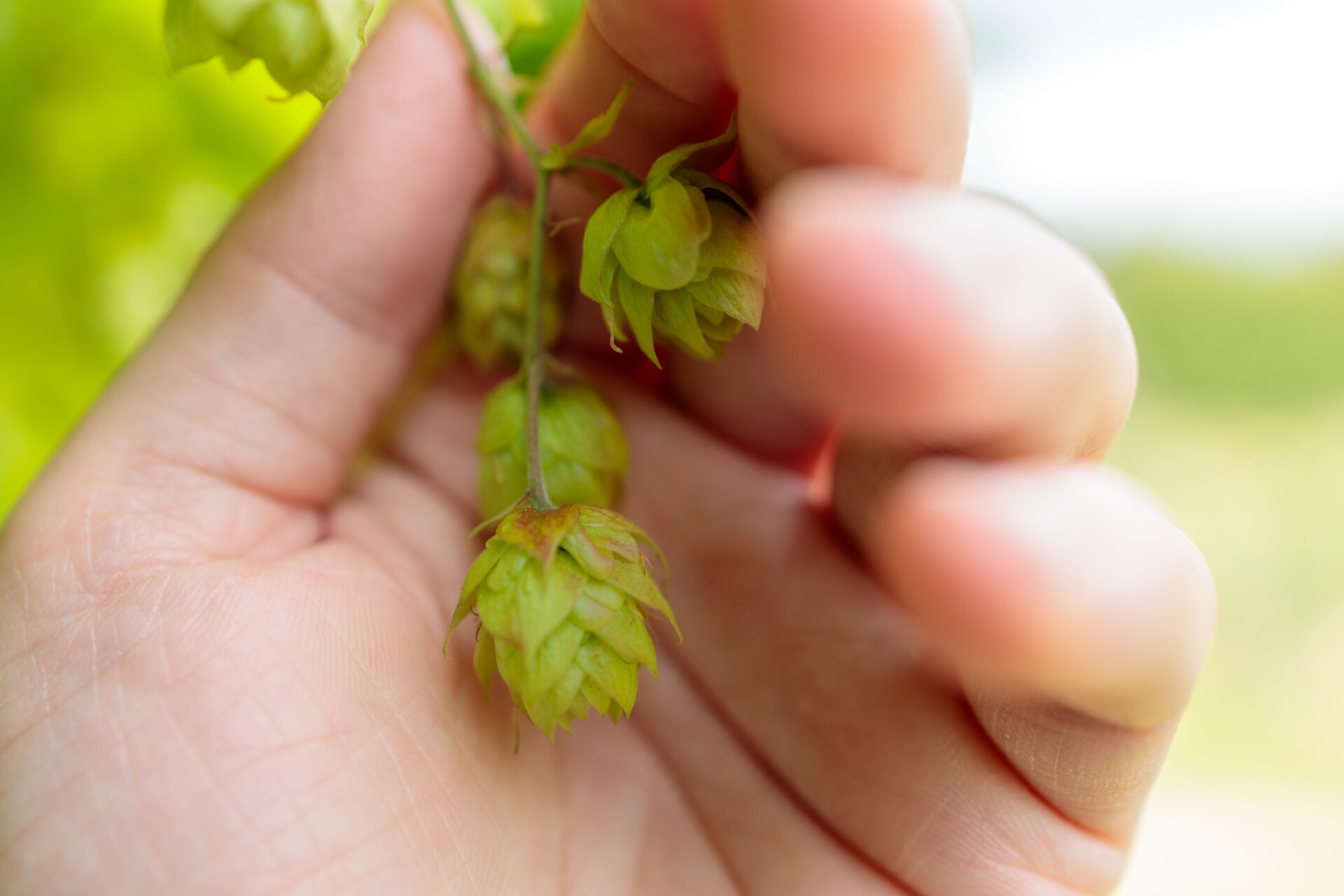 Ripe hops in hand