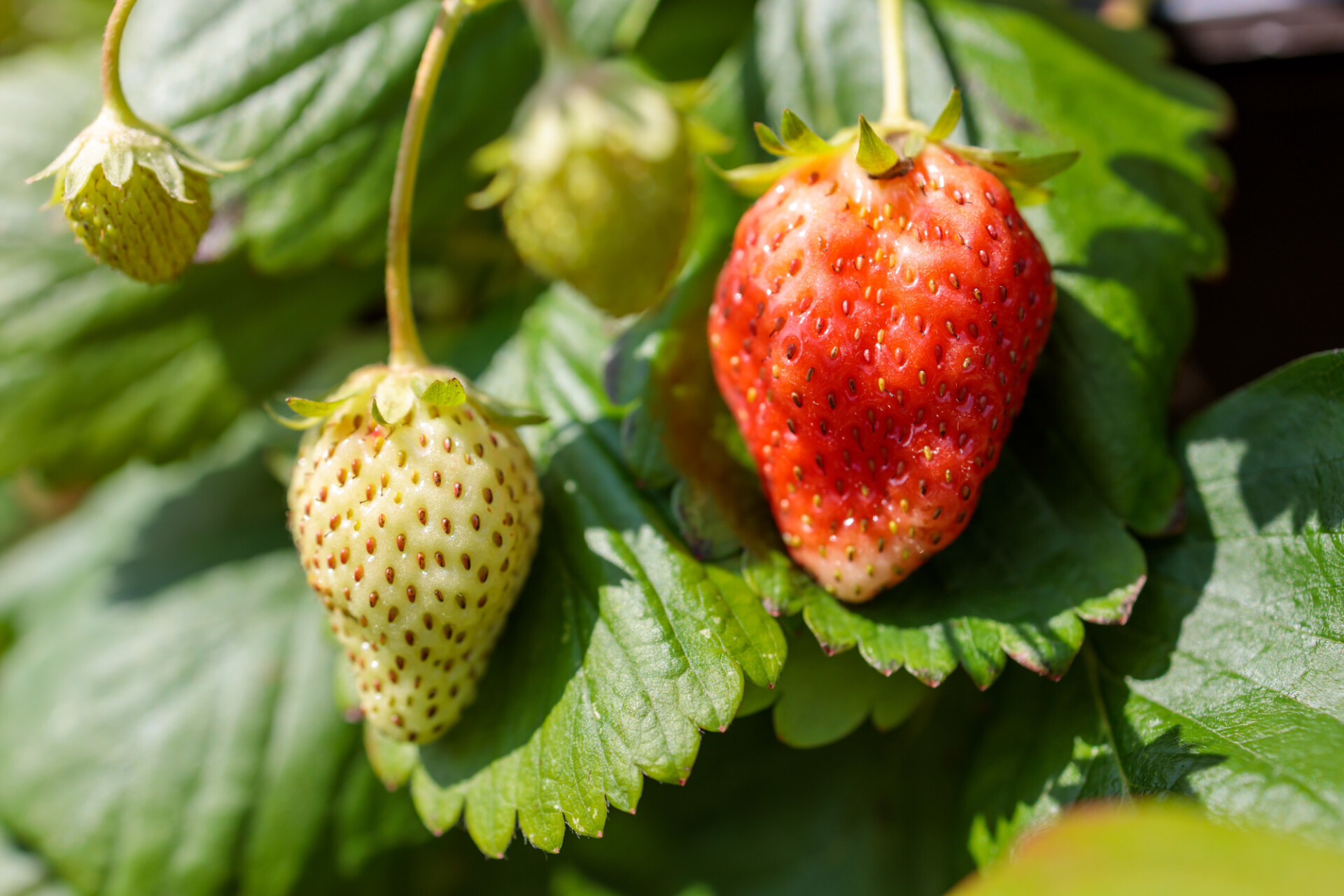 Green and red ripe strawberries