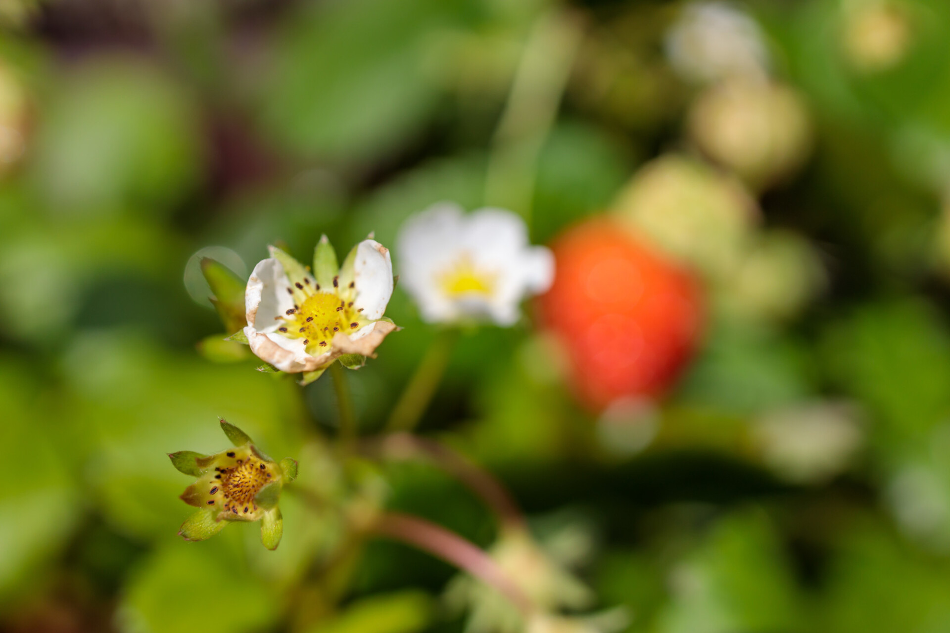 The white blossom of a strawberry