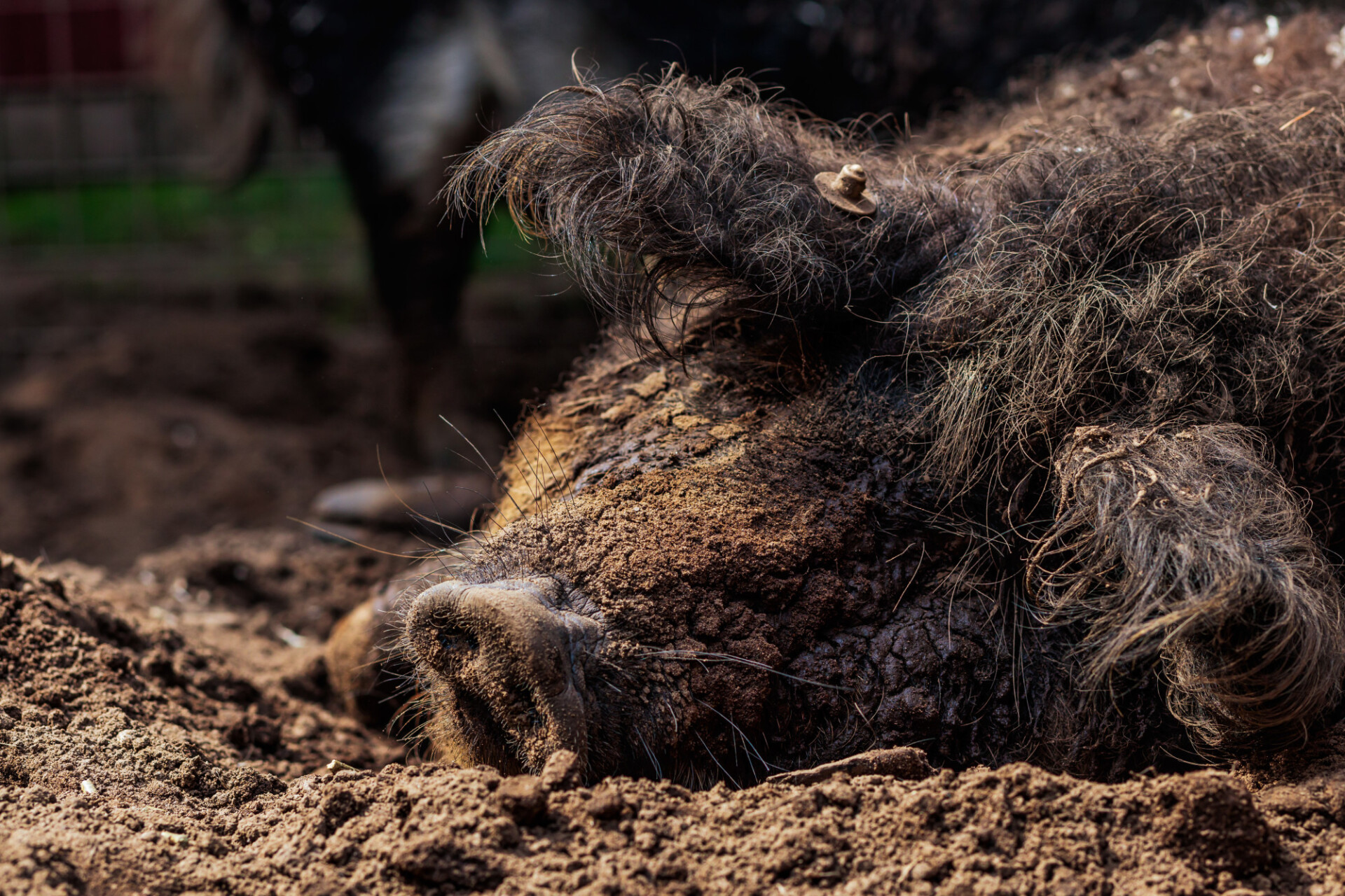 Pig wallows in the mud