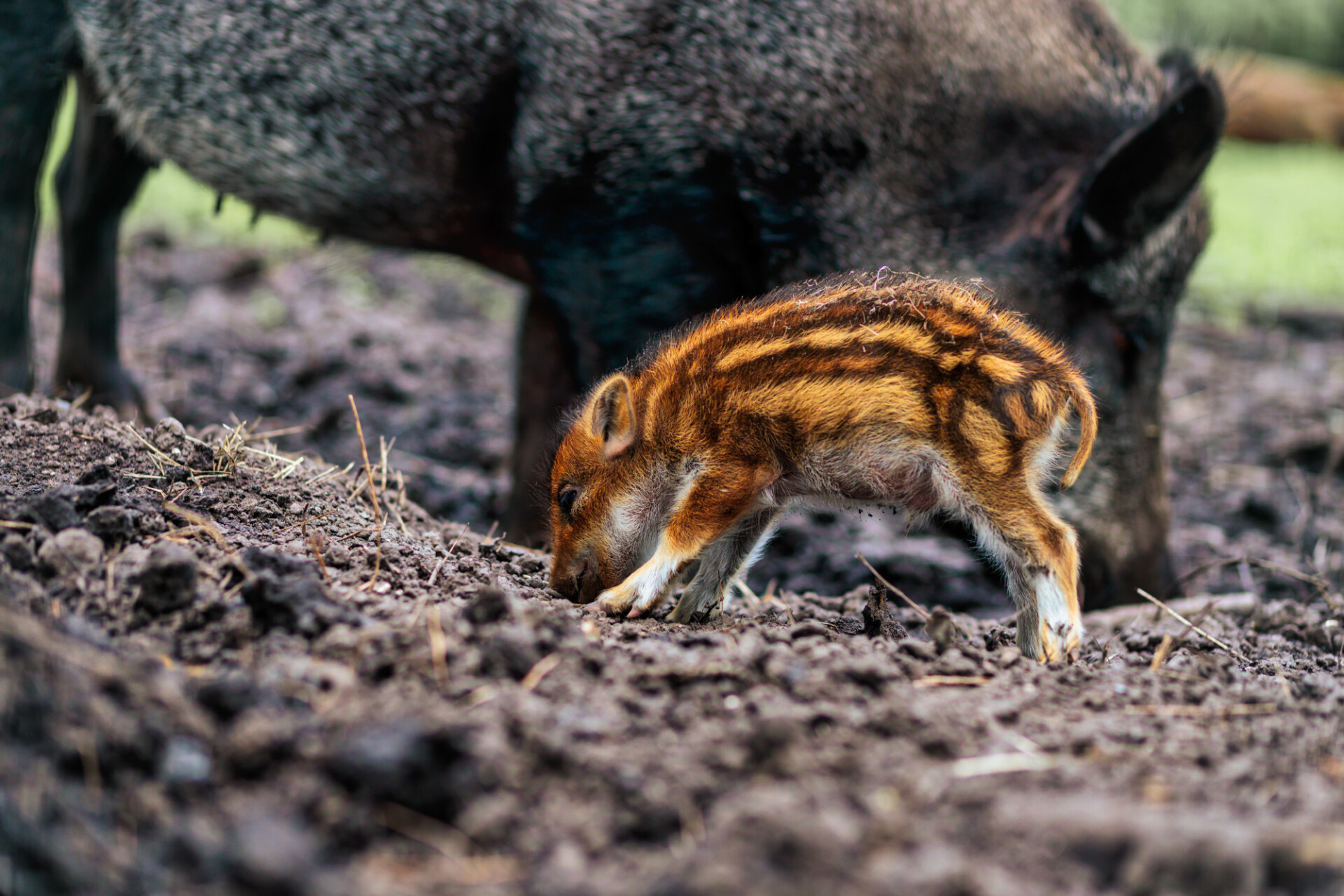 Wild boar young animal