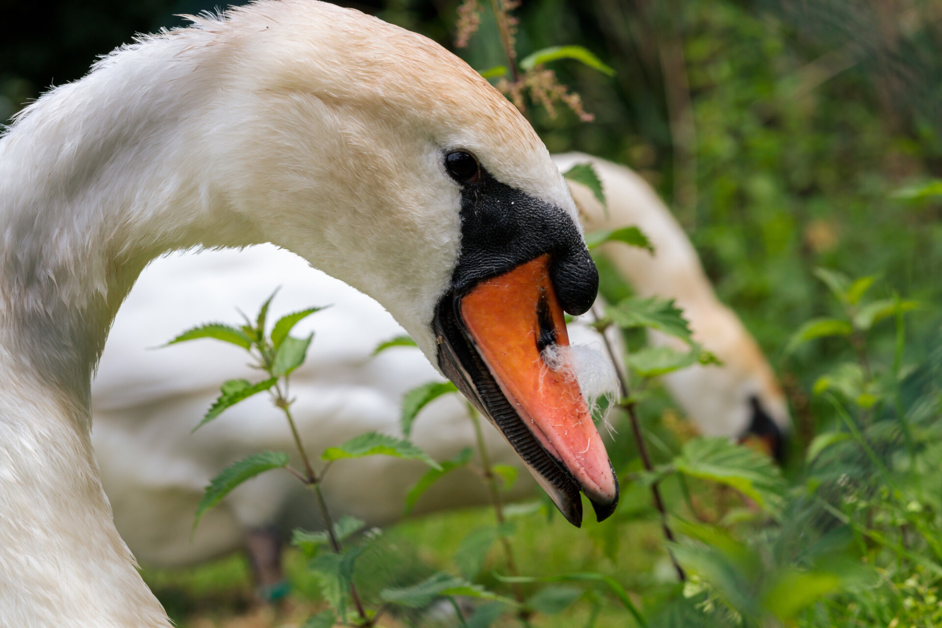 Head of a white swan