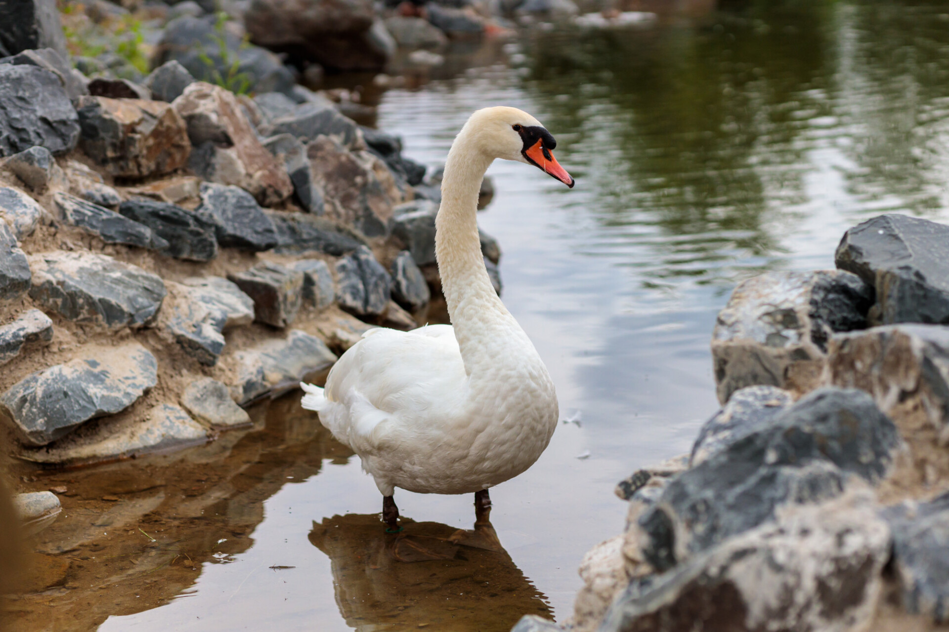 White swan standing in shallow water
