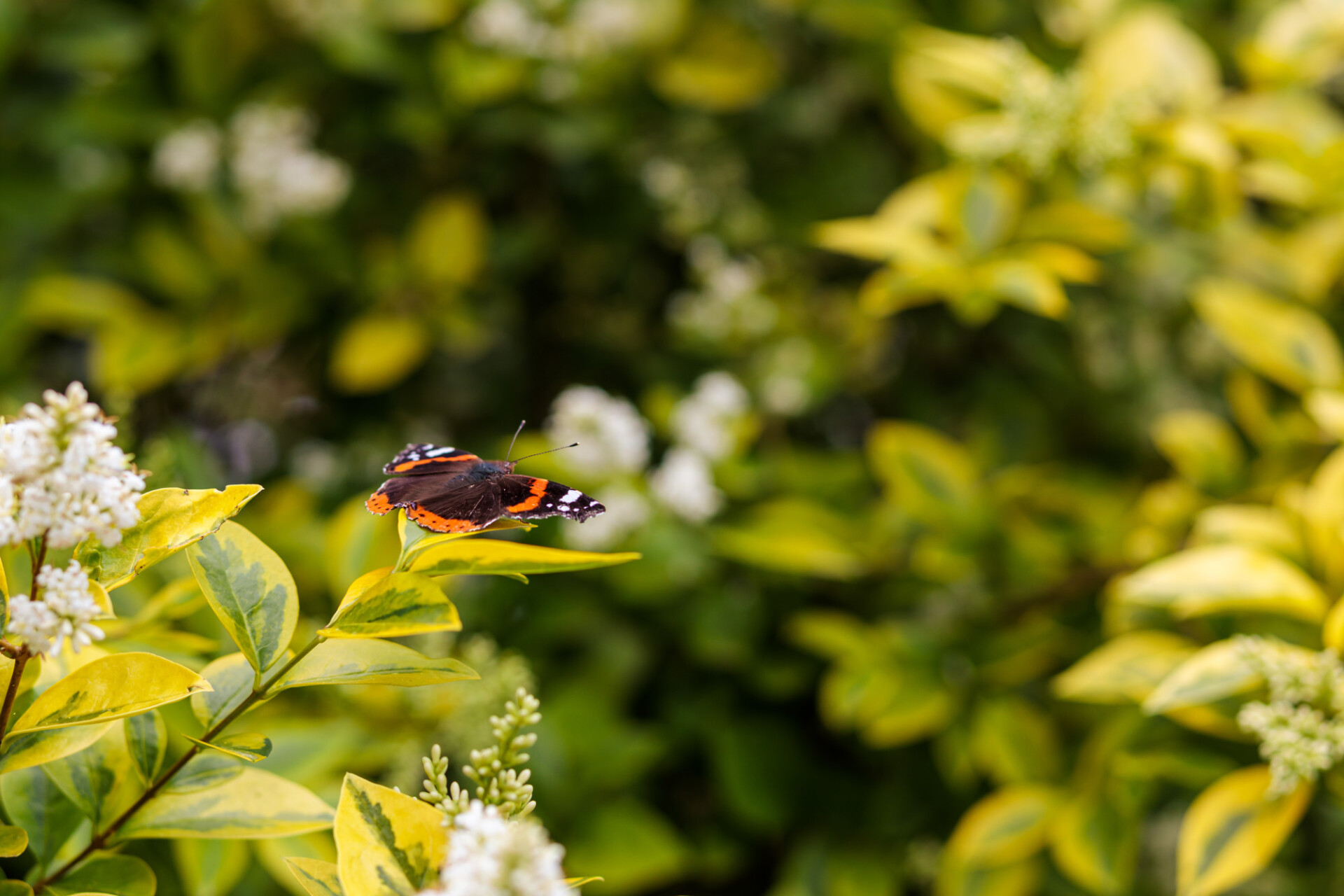 admiral butterfly sitting on a leaf