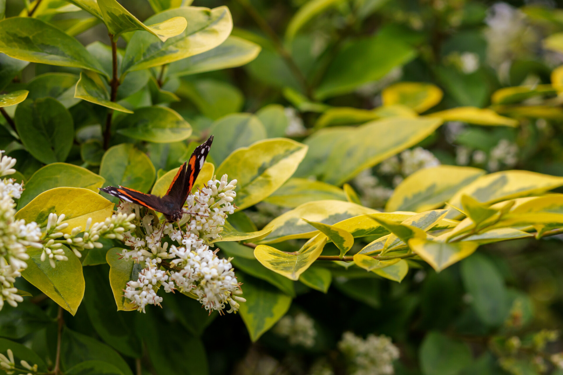 Red Admiral Butterfly