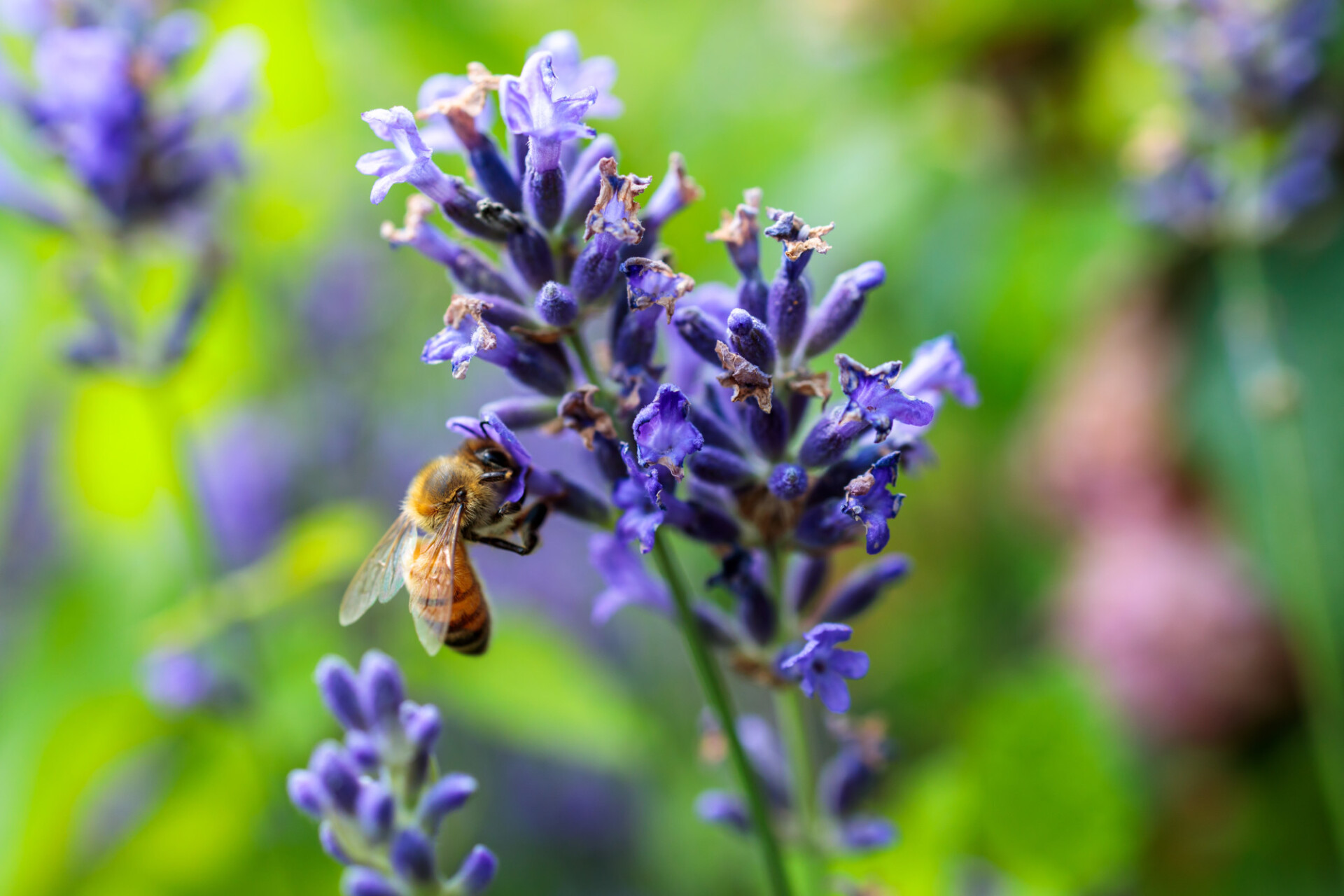 Bee collecting nectar from lavender flower