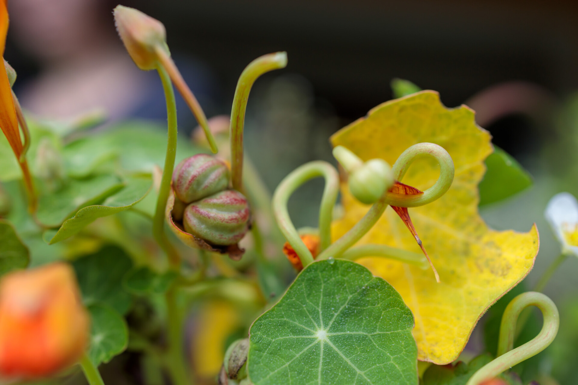 The seeds of the nasturtium