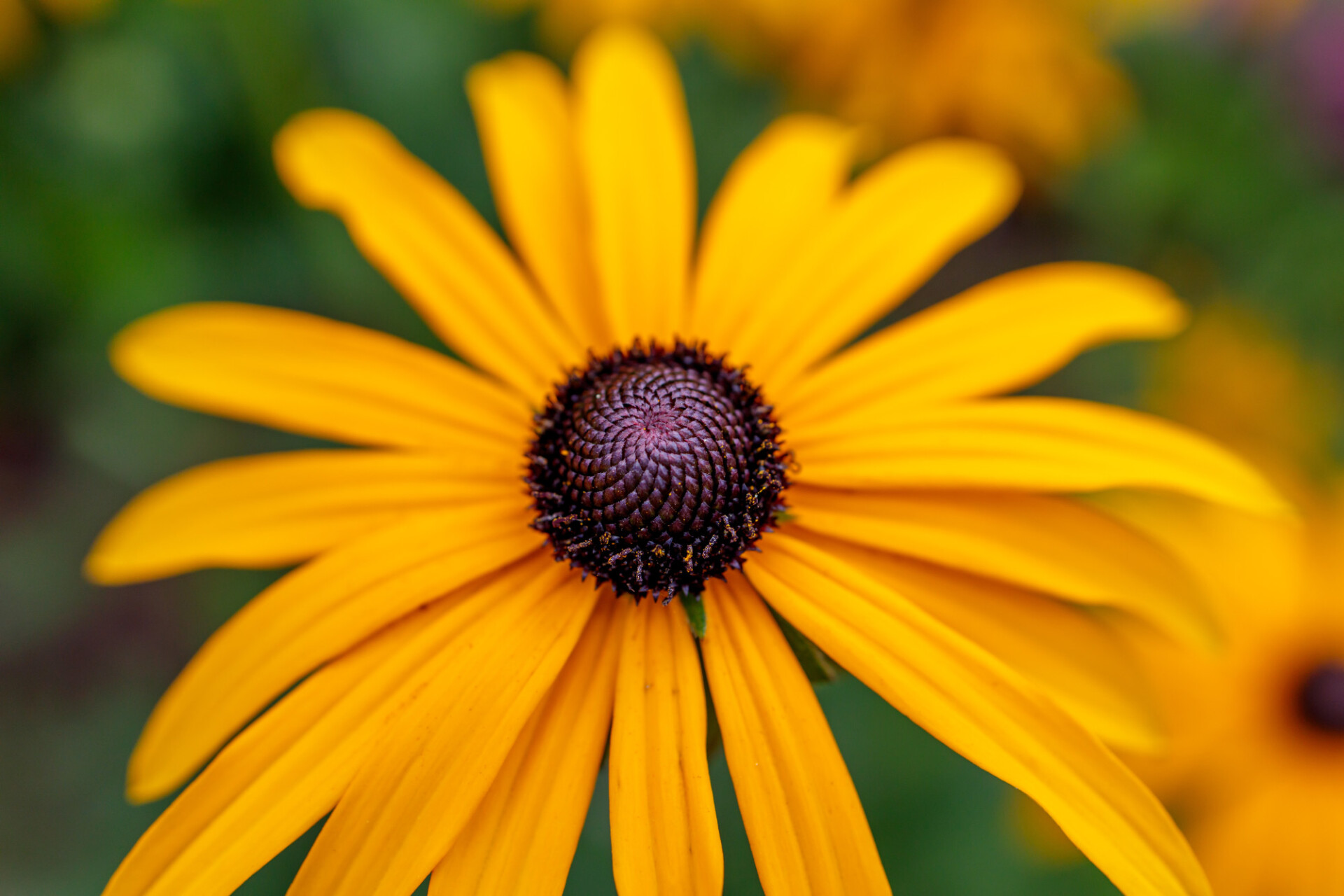 Yellow coneflower