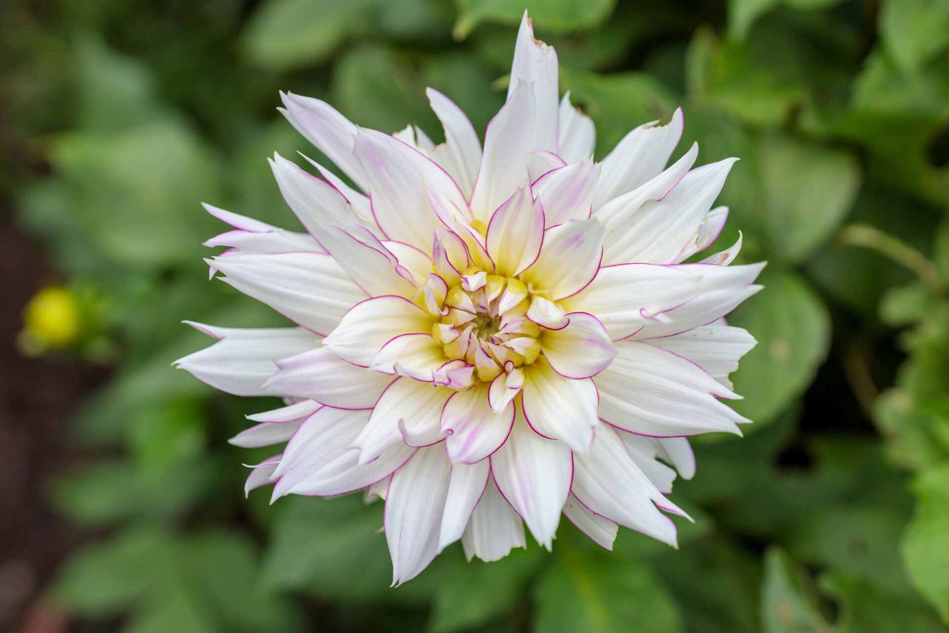 Beautiful White Dahlia Flower In Garden