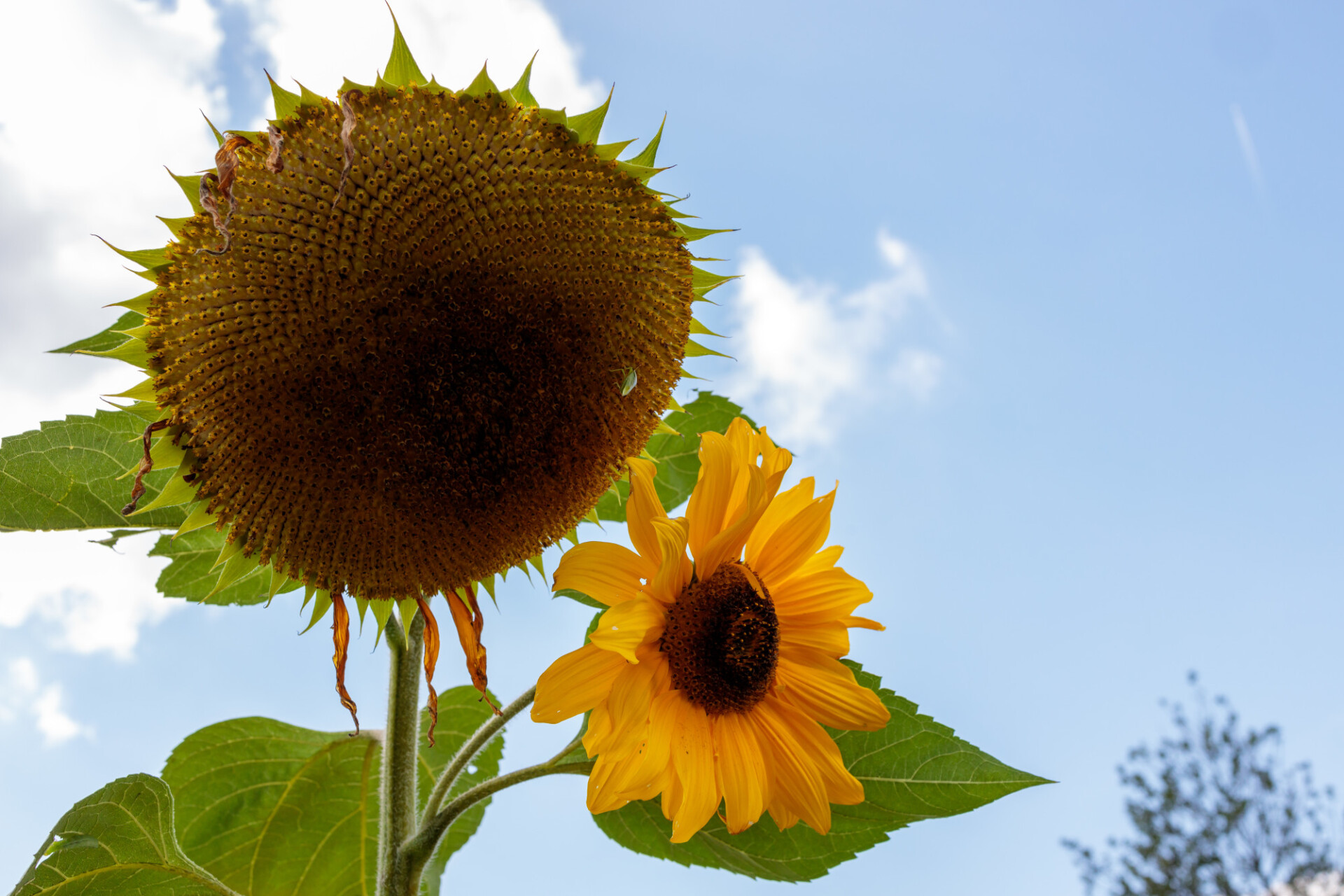 Sunflower without petals