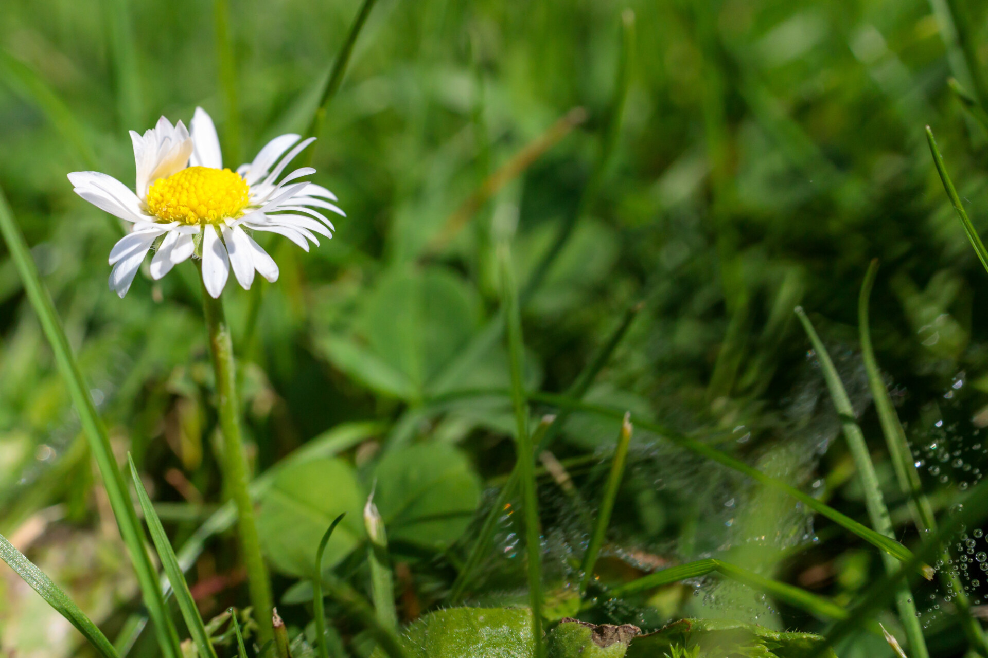 Small daisy in a meadow next to a wet spider's web