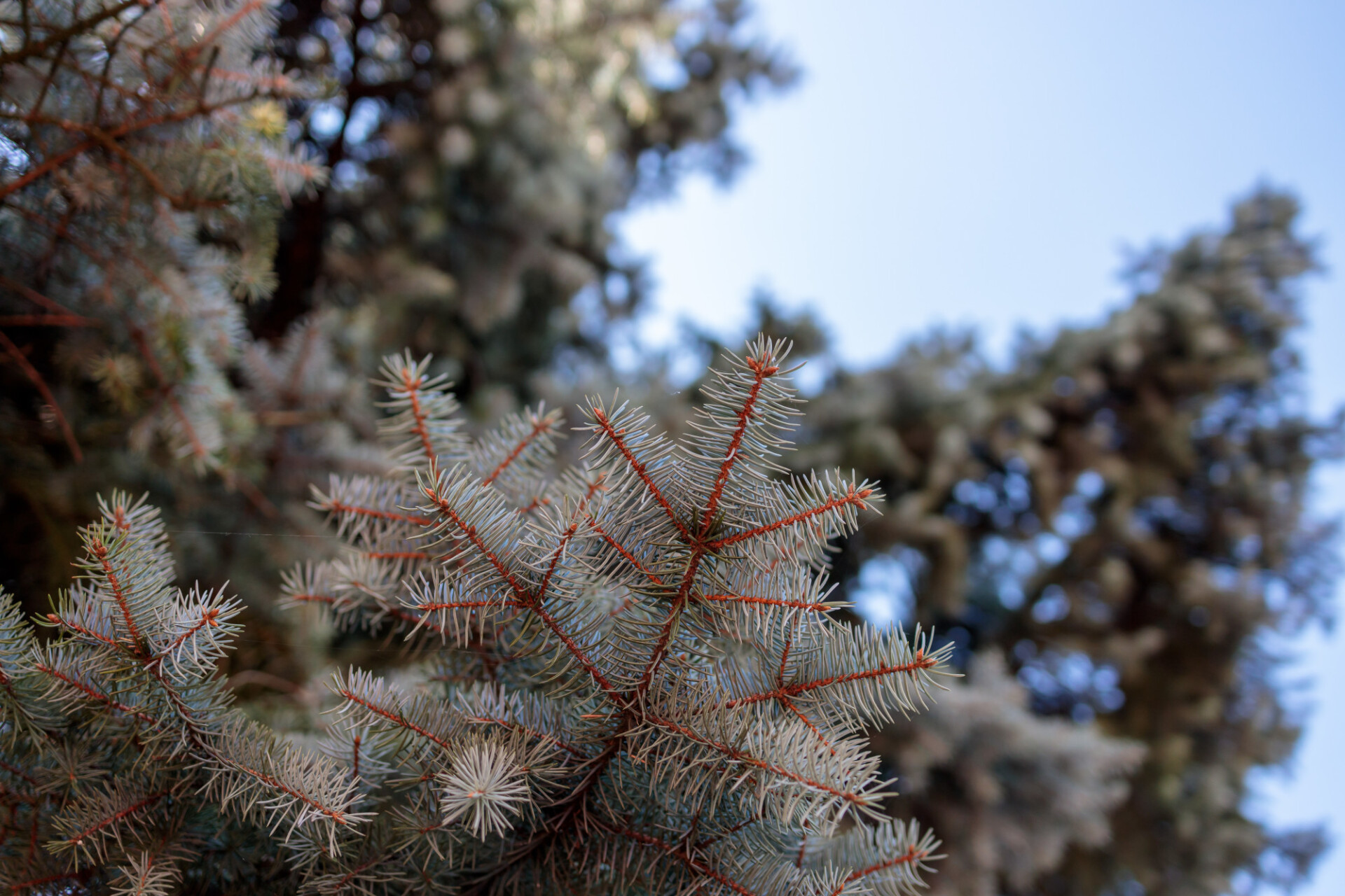 View up to a blue spruce