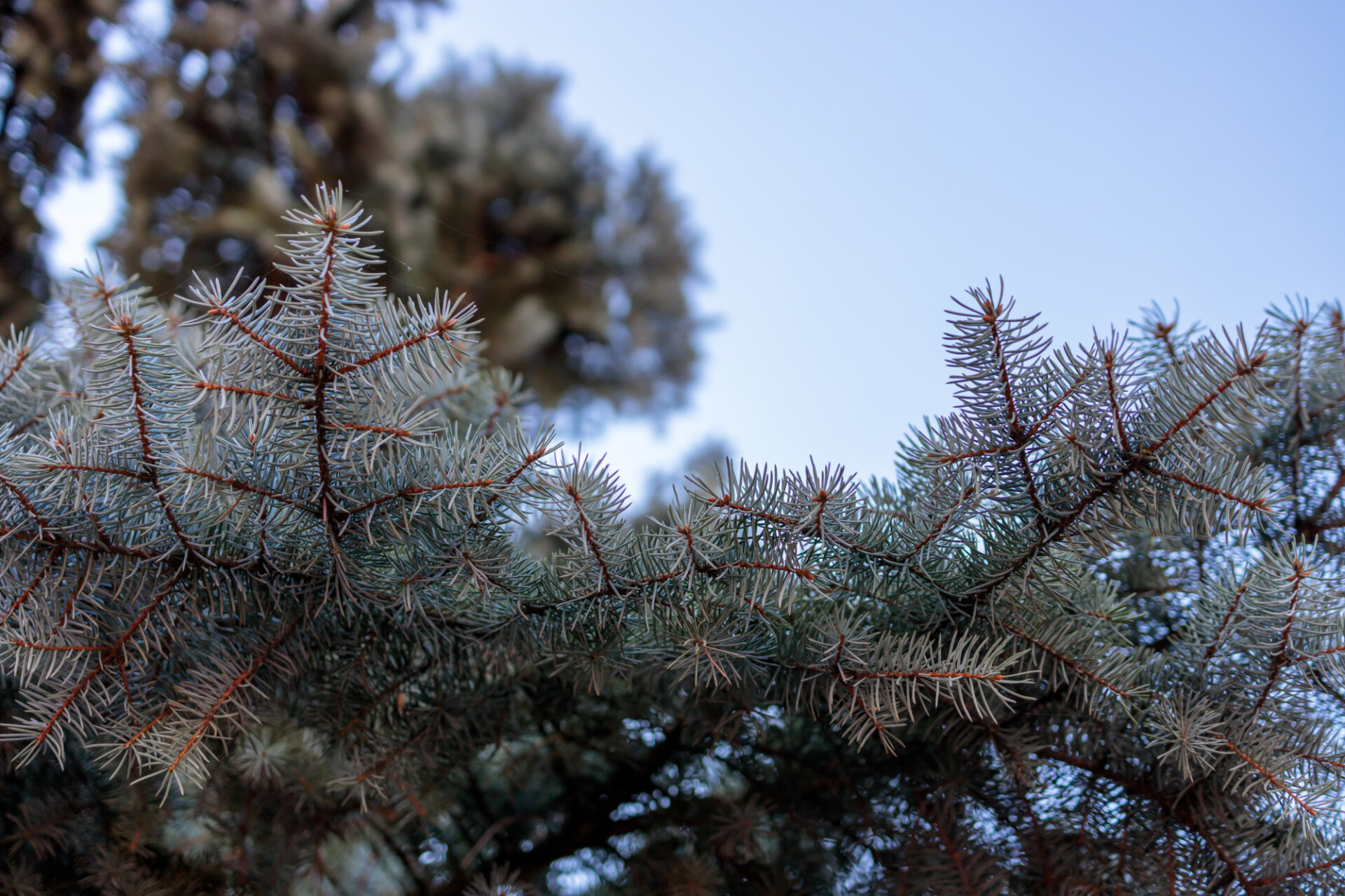 Looking up at a blue spruce