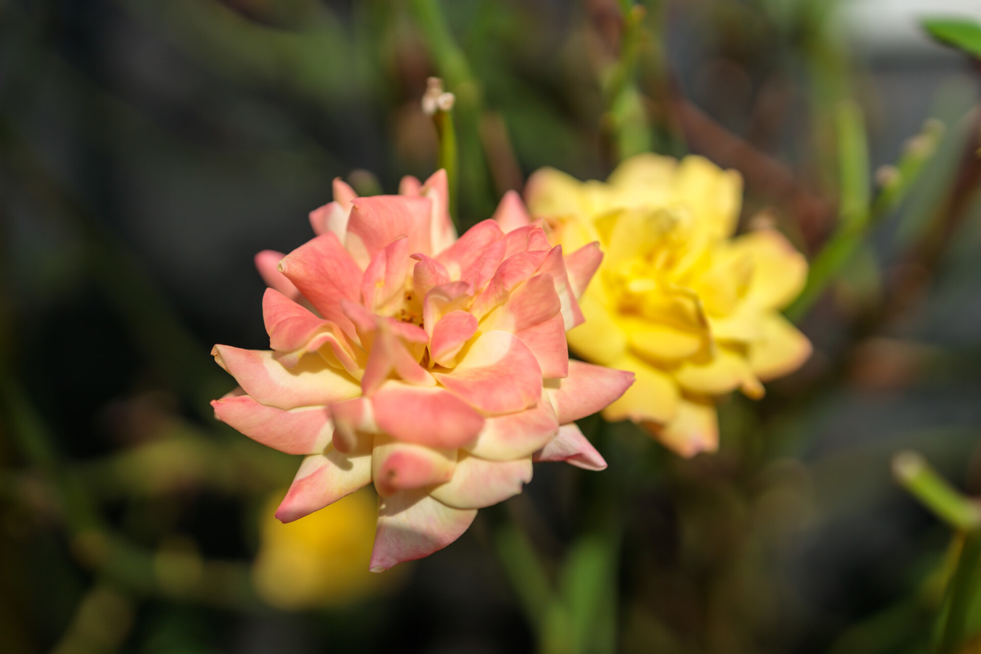 Pink and Yellow Garden Roses