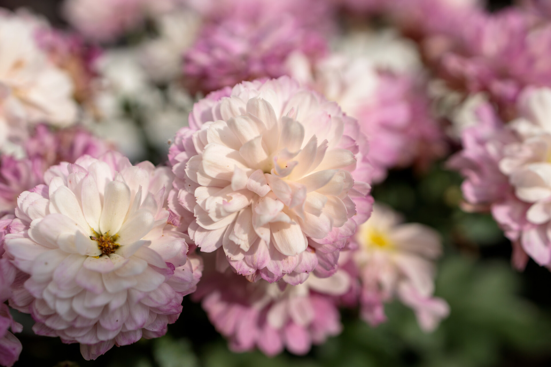 Chrysanthemums in garden