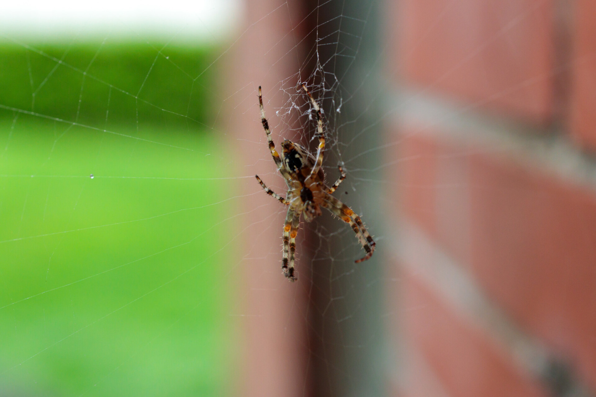 Cross spider in its web