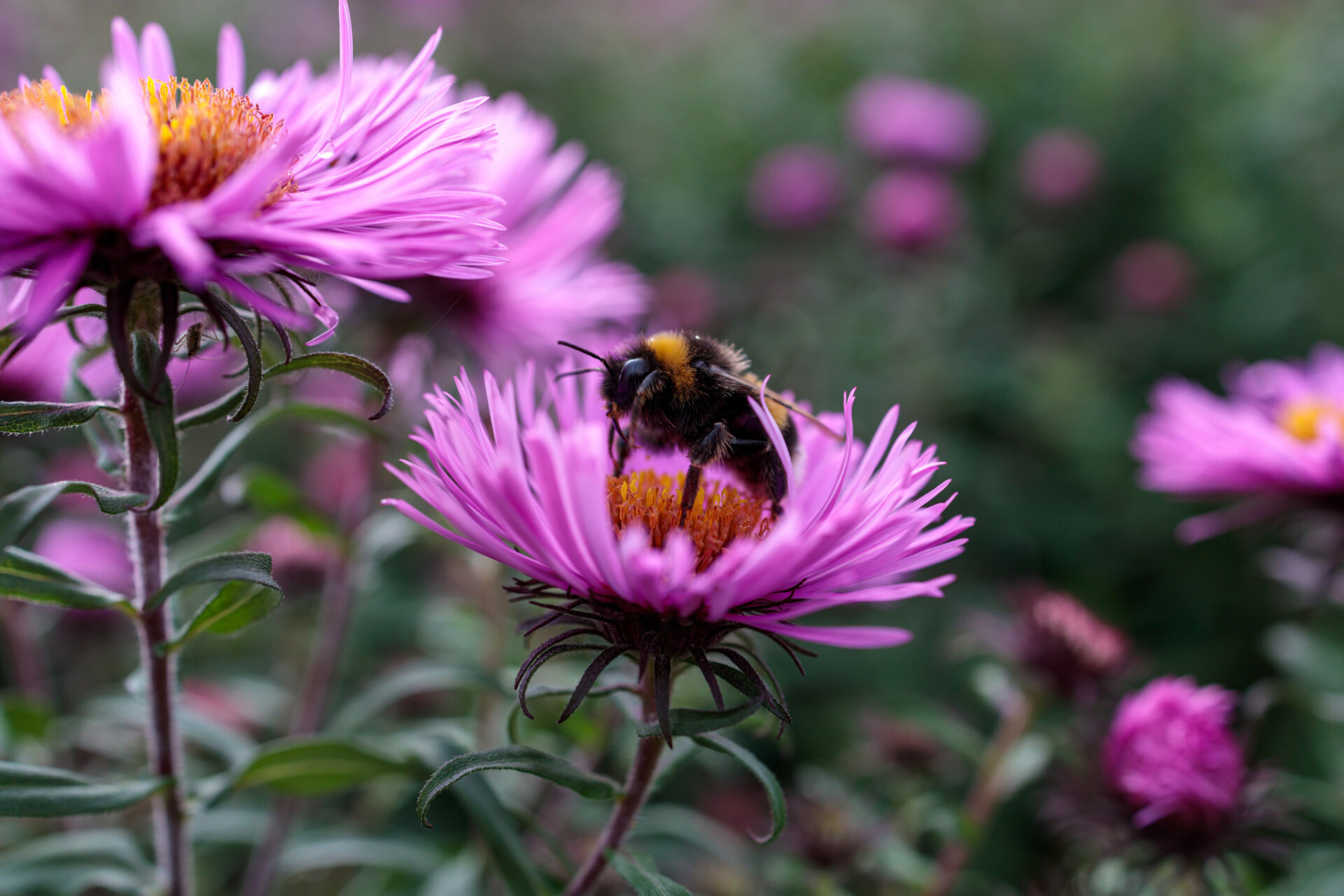 Bee on an pink aster flower