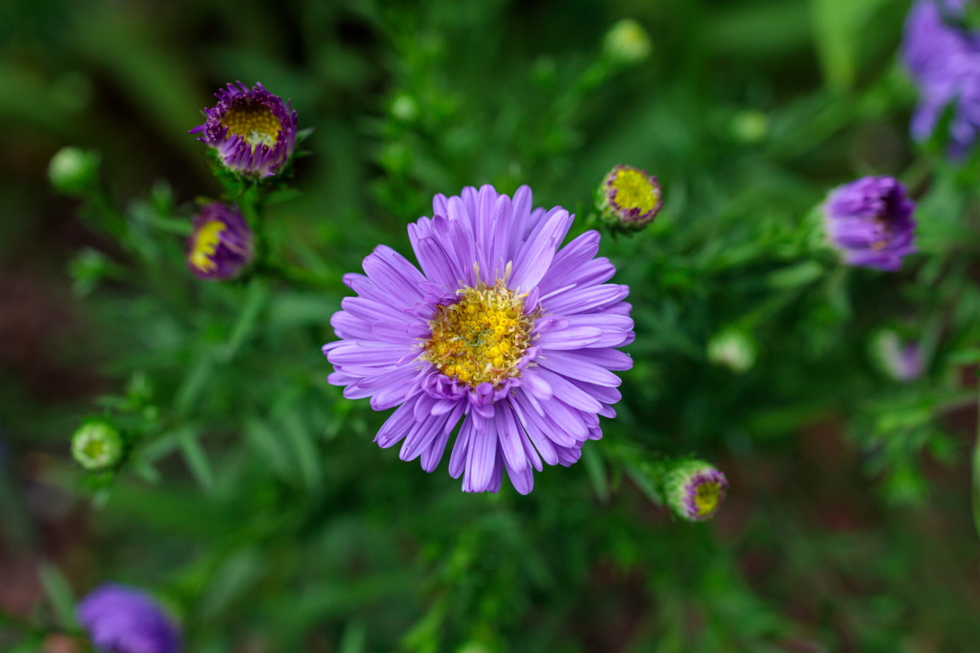 New England Aster Plant