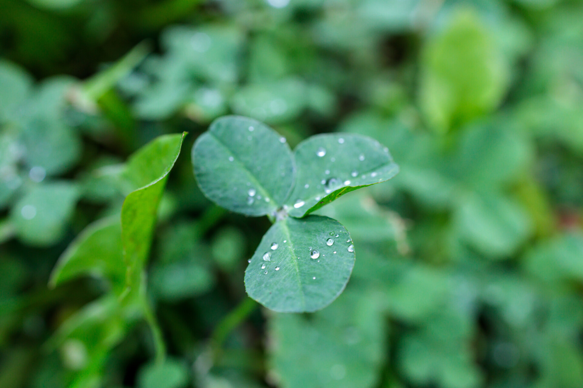 Water droplets on clover