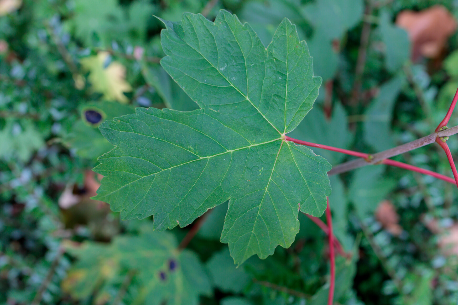 Green Maple Leaf