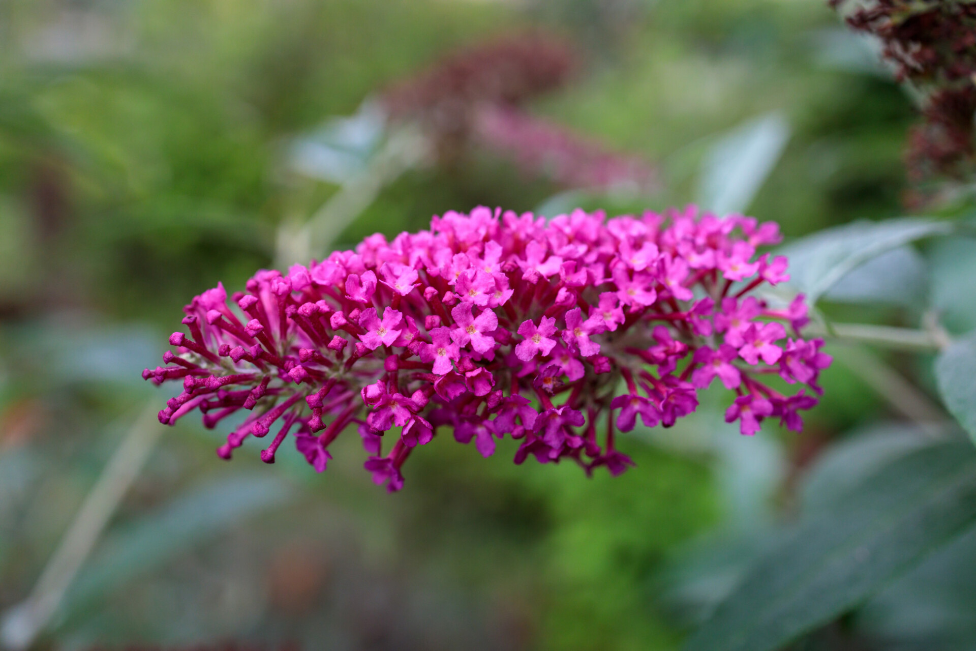 Flowering lilac in summer