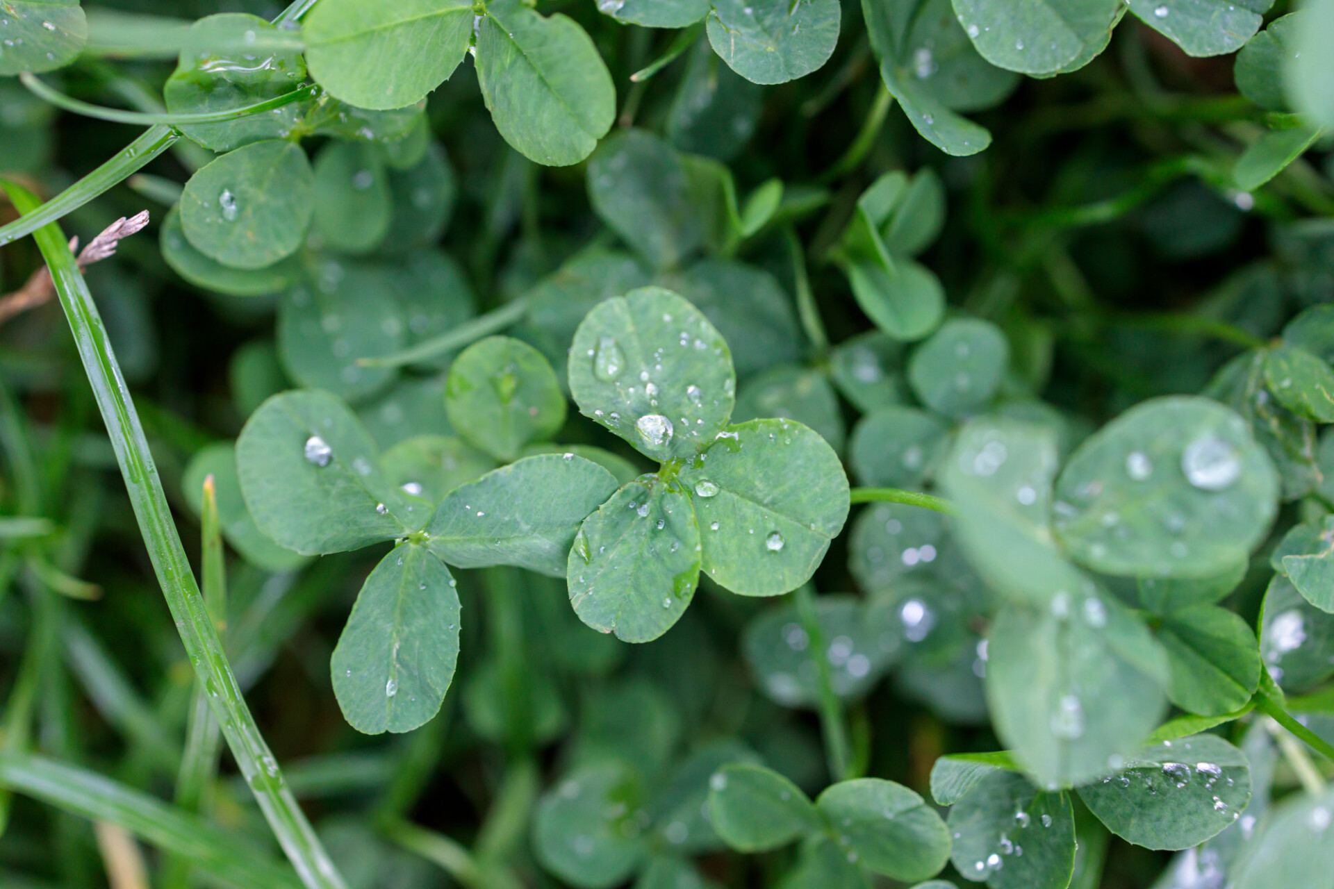 Clover in the rain